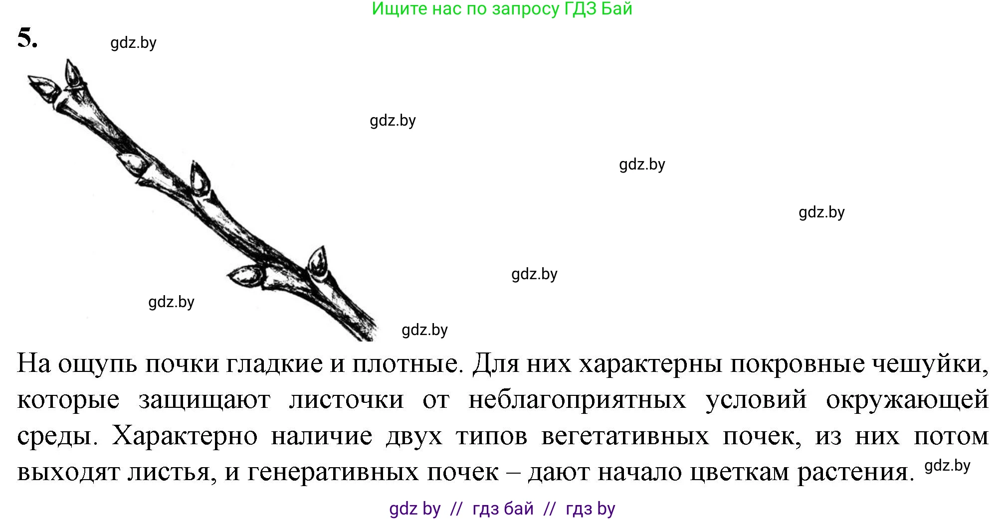 Биология, 6 класс Тетрадь для лабораторных и практических работ, авторы: Лисов Николай Дмитриевич, Борщевская Елена Валерьевна, издательство Аверсэв, Минск, 2023, салатового цвета, страница 28, номер 5, Решение