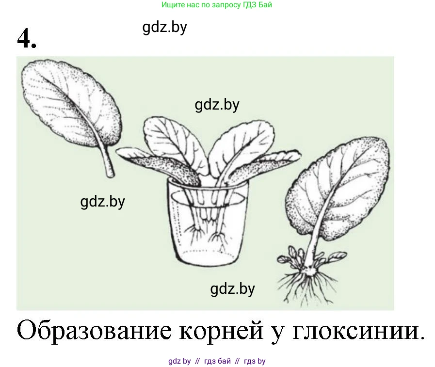 Биология, 6 класс Тетрадь для лабораторных и практических работ, авторы: Лисов Николай Дмитриевич, Борщевская Елена Валерьевна, издательство Аверсэв, Минск, 2023, салатового цвета, страница 33, номер 4, Решение