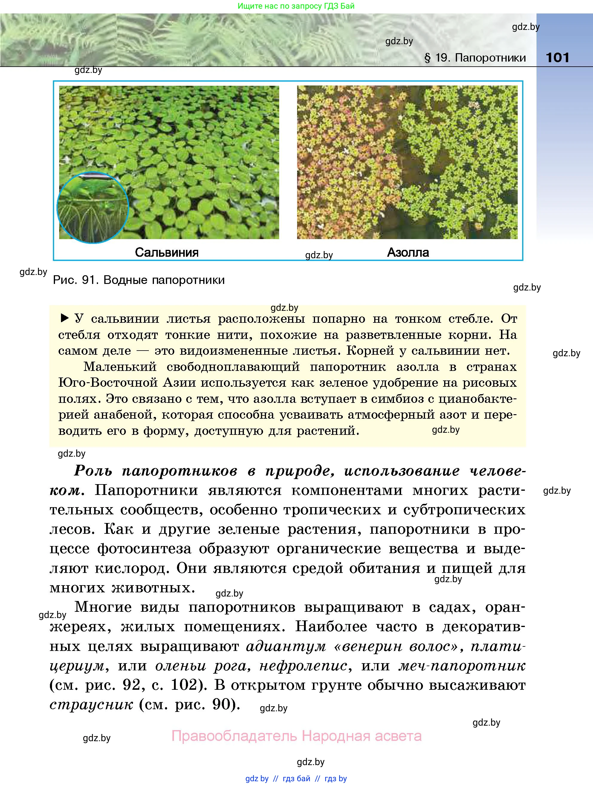 Биология, 7 класс Учебник, автор: Лисов Николай Дмитриевич, издательство Народная асвета, Минск, 2022, зелёного цвета, страница 101