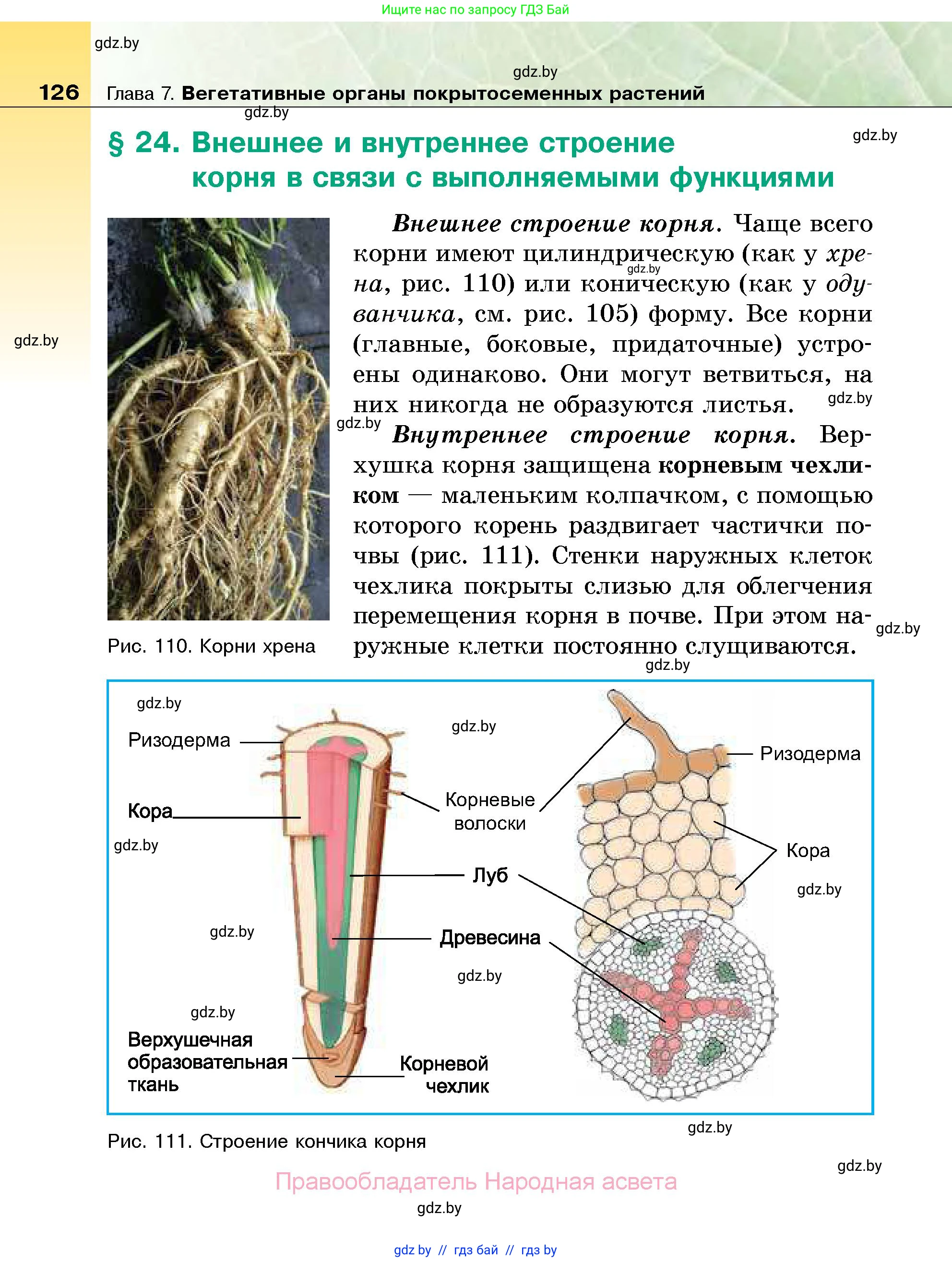 Биология, 7 класс Учебник, автор: Лисов Николай Дмитриевич, издательство Народная асвета, Минск, 2022, зелёного цвета, страница 126