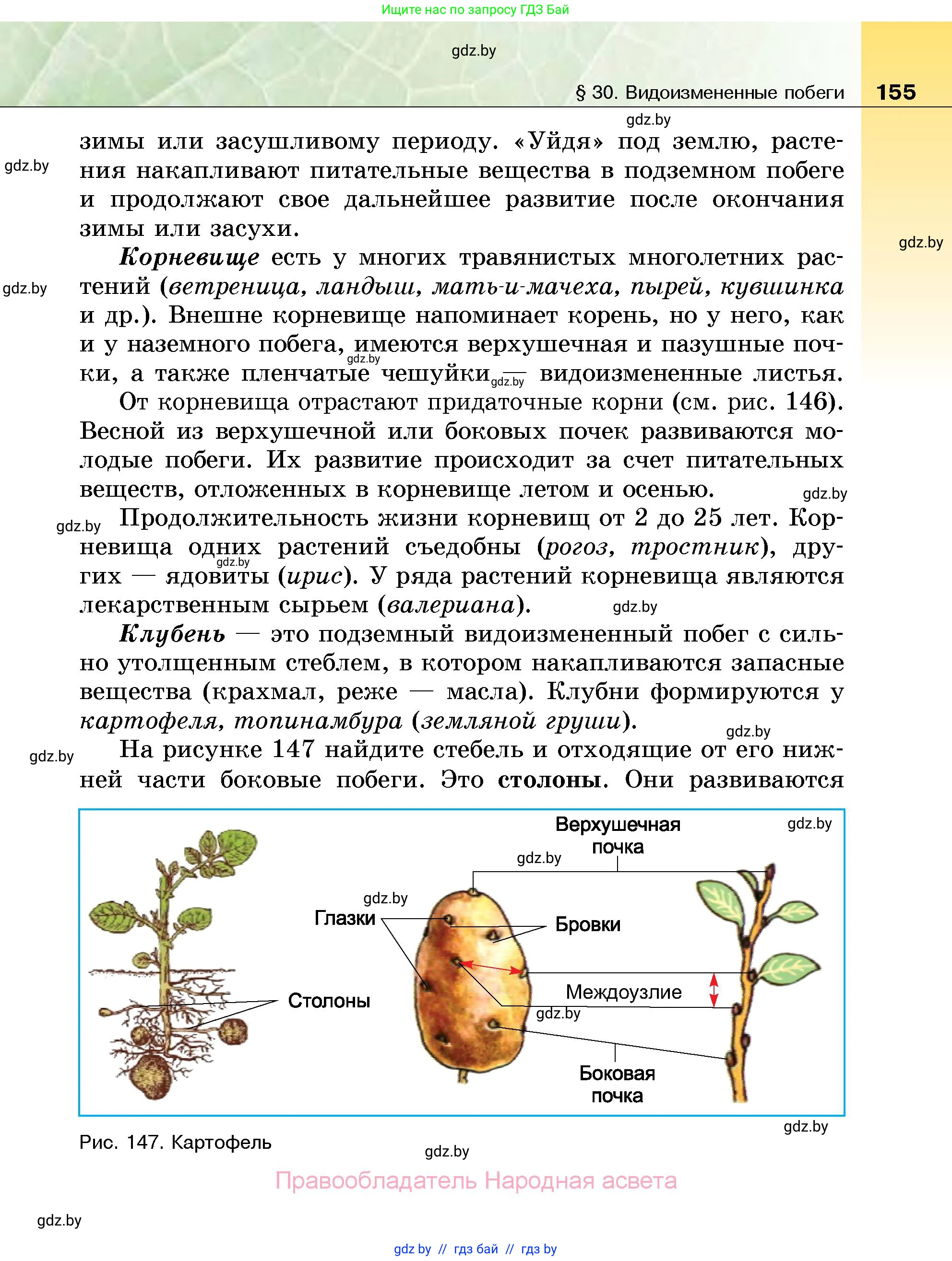 Биология, 7 класс Учебник, автор: Лисов Николай Дмитриевич, издательство Народная асвета, Минск, 2022, зелёного цвета, страница 155