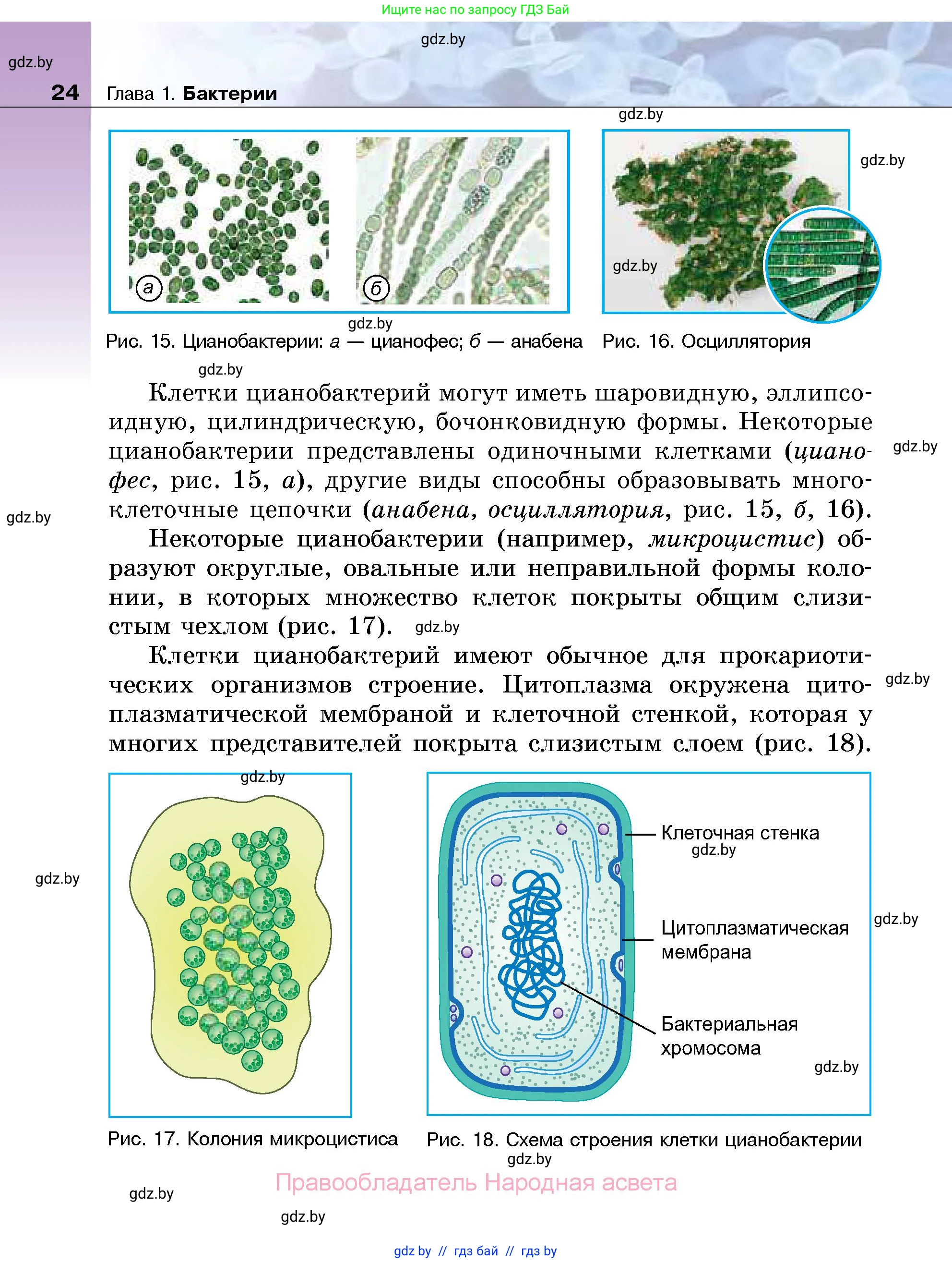 Биология, 7 класс Учебник, автор: Лисов Николай Дмитриевич, издательство Народная асвета, Минск, 2022, зелёного цвета, страница 24