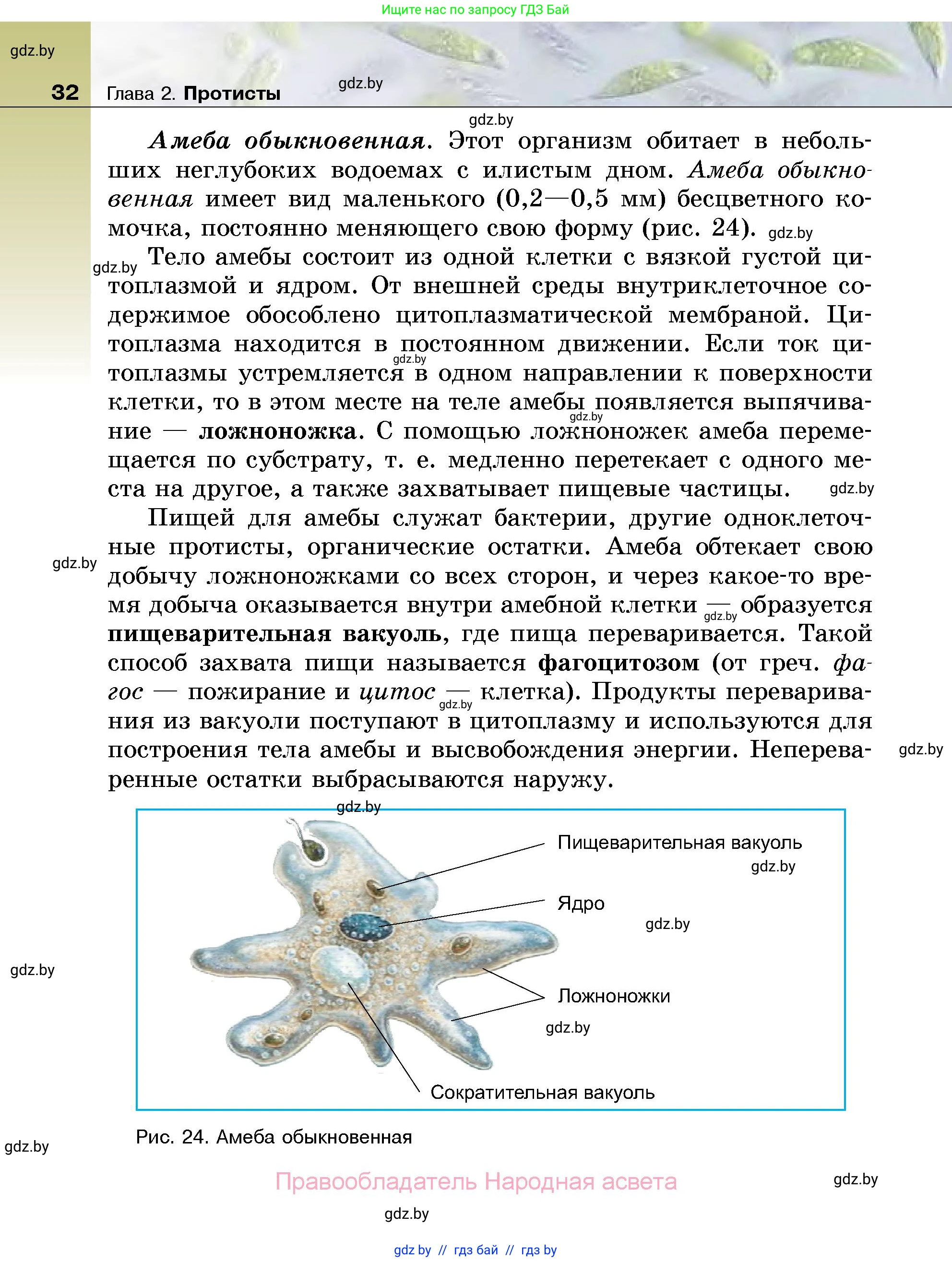 Биология, 7 класс Учебник, автор: Лисов Николай Дмитриевич, издательство Народная асвета, Минск, 2022, зелёного цвета, страница 32