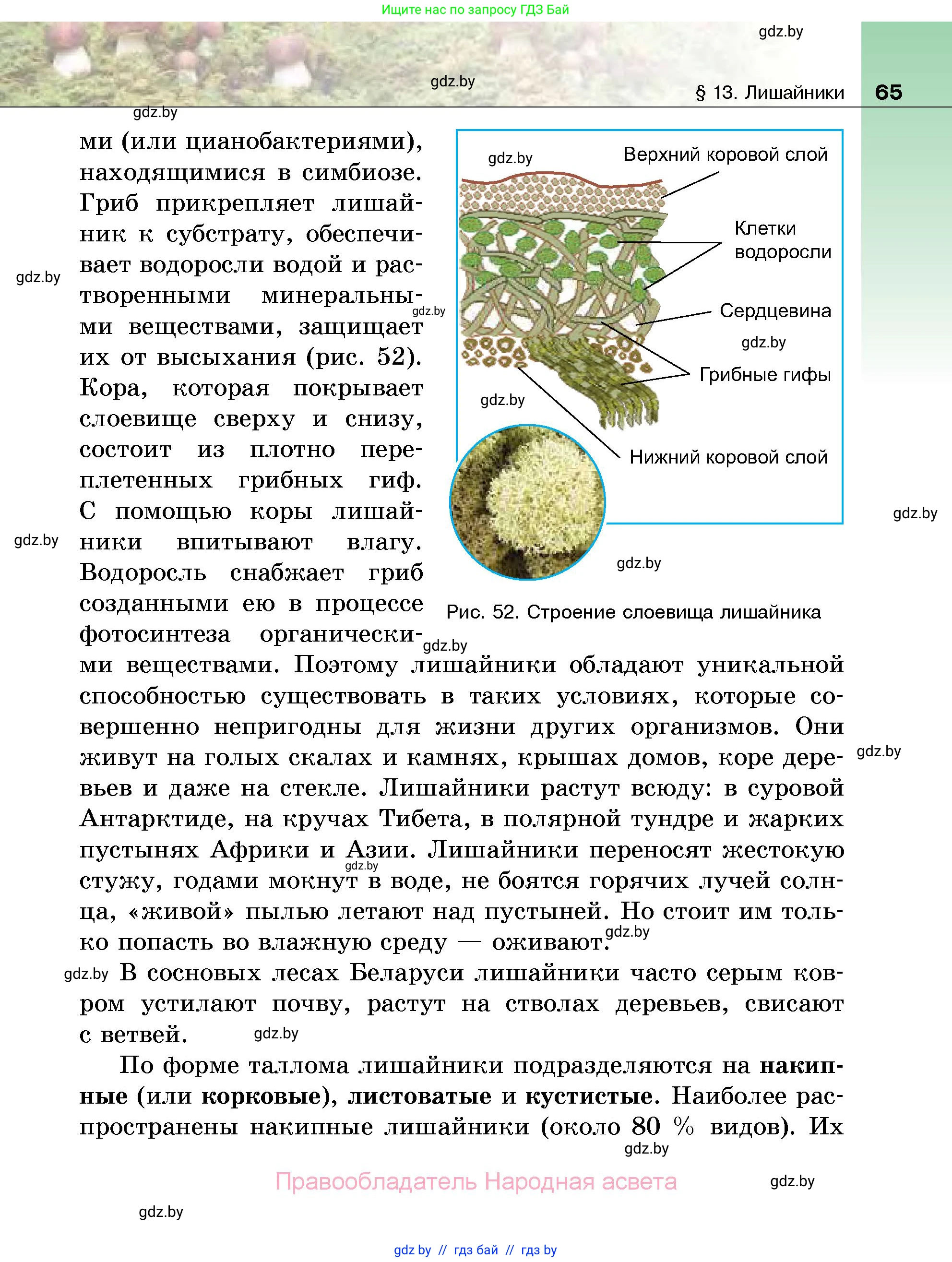 Биология, 7 класс Учебник, автор: Лисов Николай Дмитриевич, издательство Народная асвета, Минск, 2022, зелёного цвета, страница 65