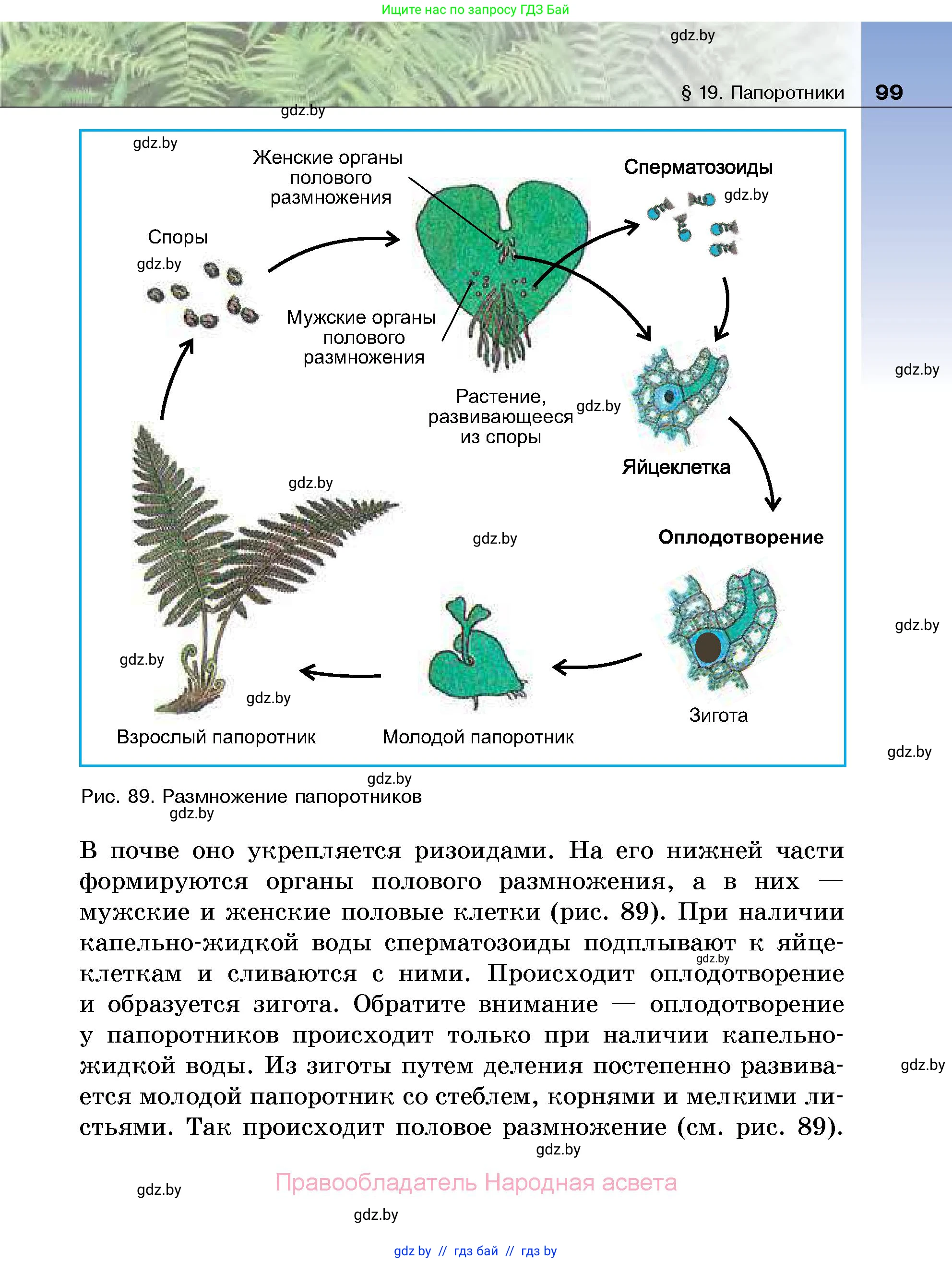 Биология, 7 класс Учебник, автор: Лисов Николай Дмитриевич, издательство Народная асвета, Минск, 2022, зелёного цвета, страница 99