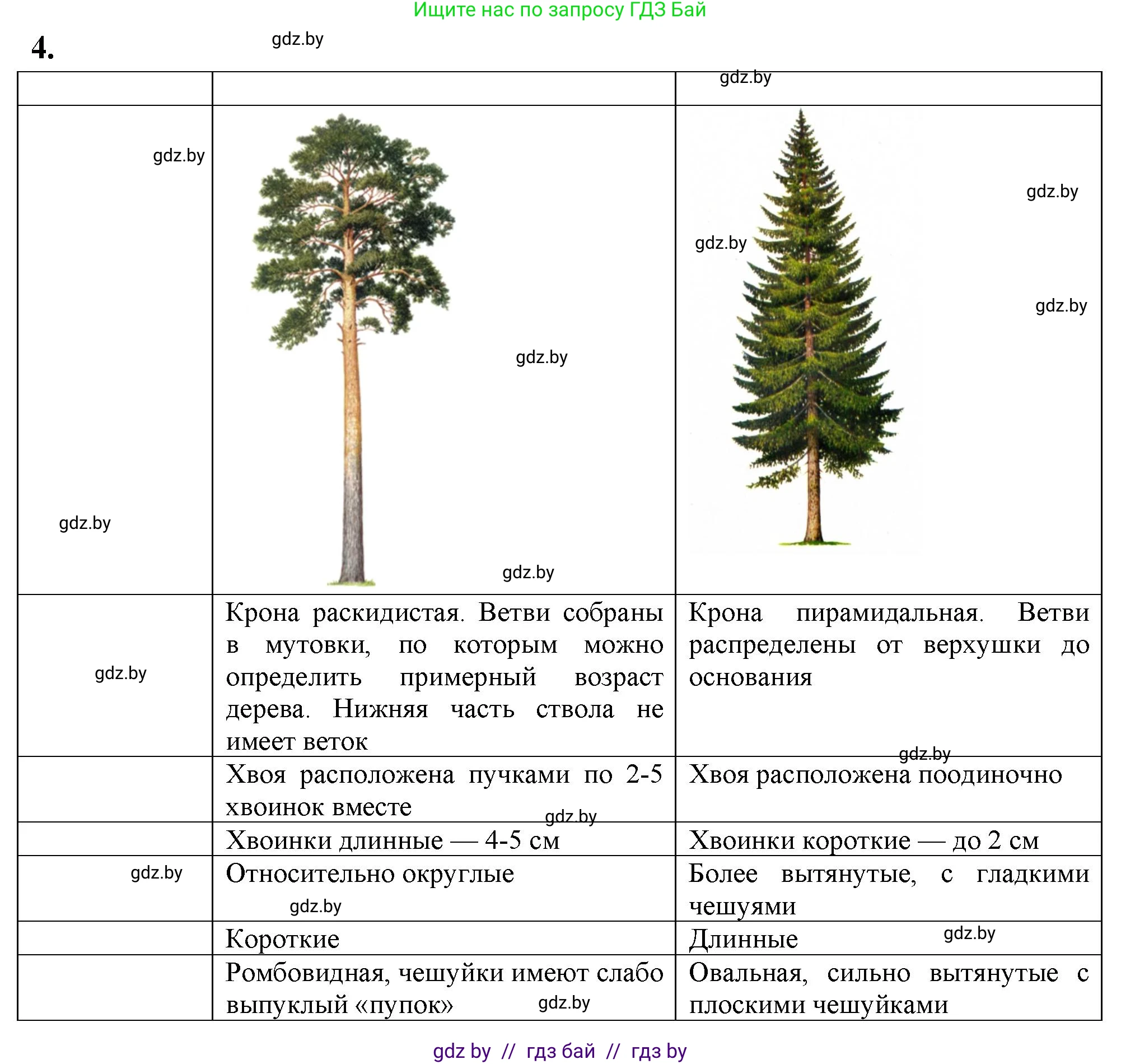 Биология, 7 класс тетрадь для экскусрий, лабораторных и практических работ, автор: Рогожников Олег Николаевич, издательство Сэр-Вит, Минск, 2022, голубого цвета, страница 19, номер 4, Решение