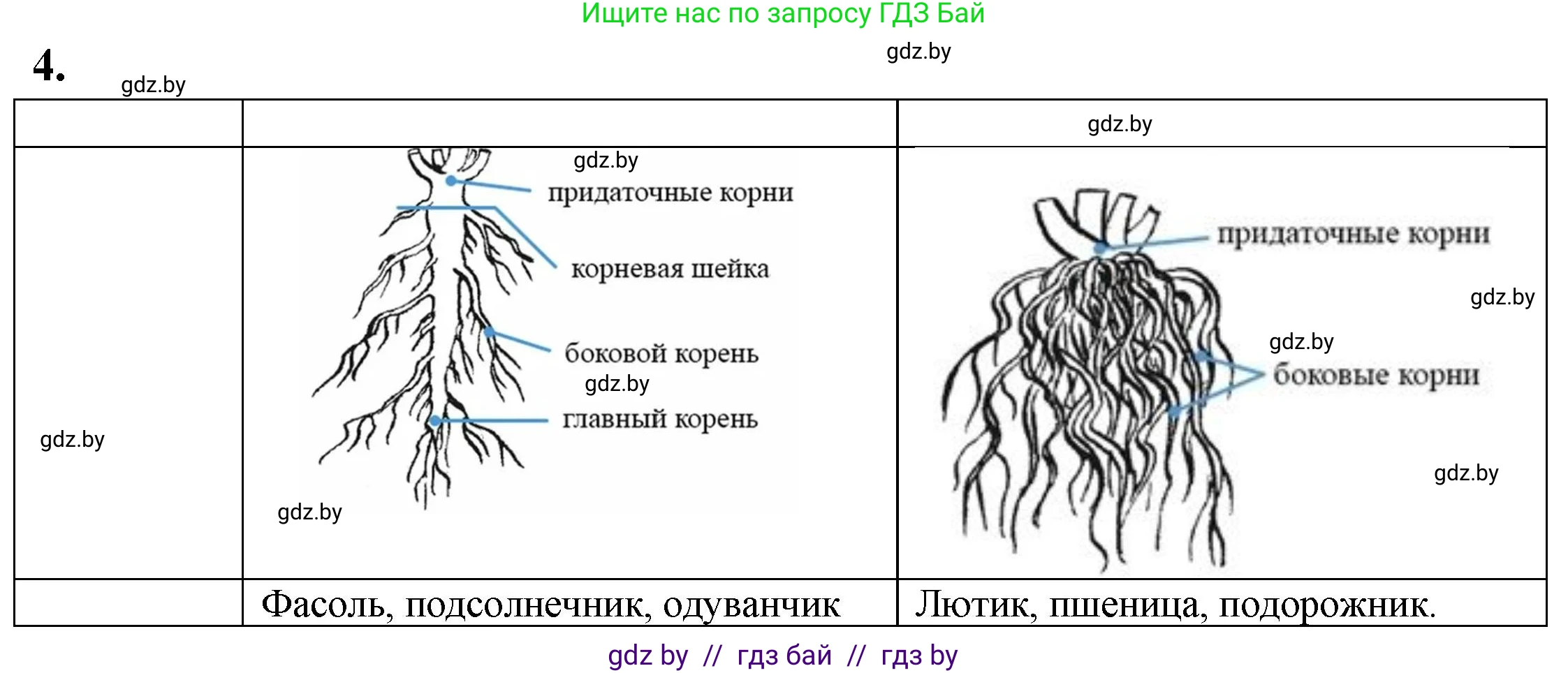 Биология, 7 класс тетрадь для экскусрий, лабораторных и практических работ, автор: Рогожников Олег Николаевич, издательство Сэр-Вит, Минск, 2022, голубого цвета, страница 21, номер 4, Решение