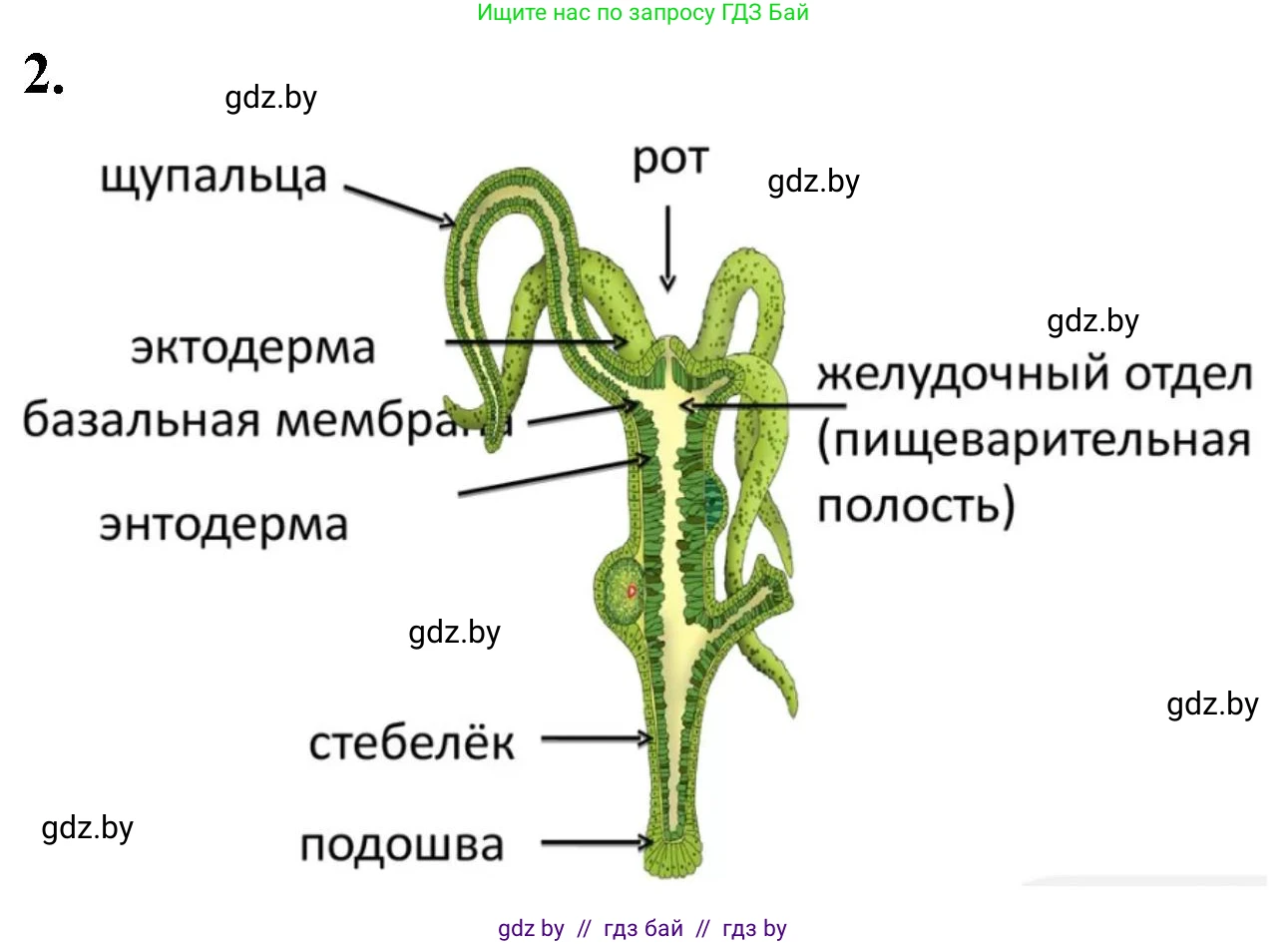 Биология, 8 класс рабочая тетрадь, автор: Лисов Николай Дмитриевич, издательство Аверсэв, Минск, 2018, зелёного цвета, страница 5, номер 2, Решение