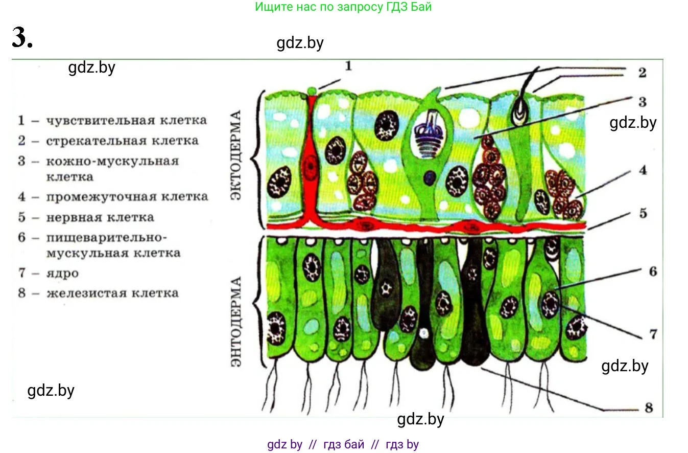 Биология, 8 класс рабочая тетрадь, автор: Лисов Николай Дмитриевич, издательство Аверсэв, Минск, 2018, зелёного цвета, страница 6, номер 3, Решение