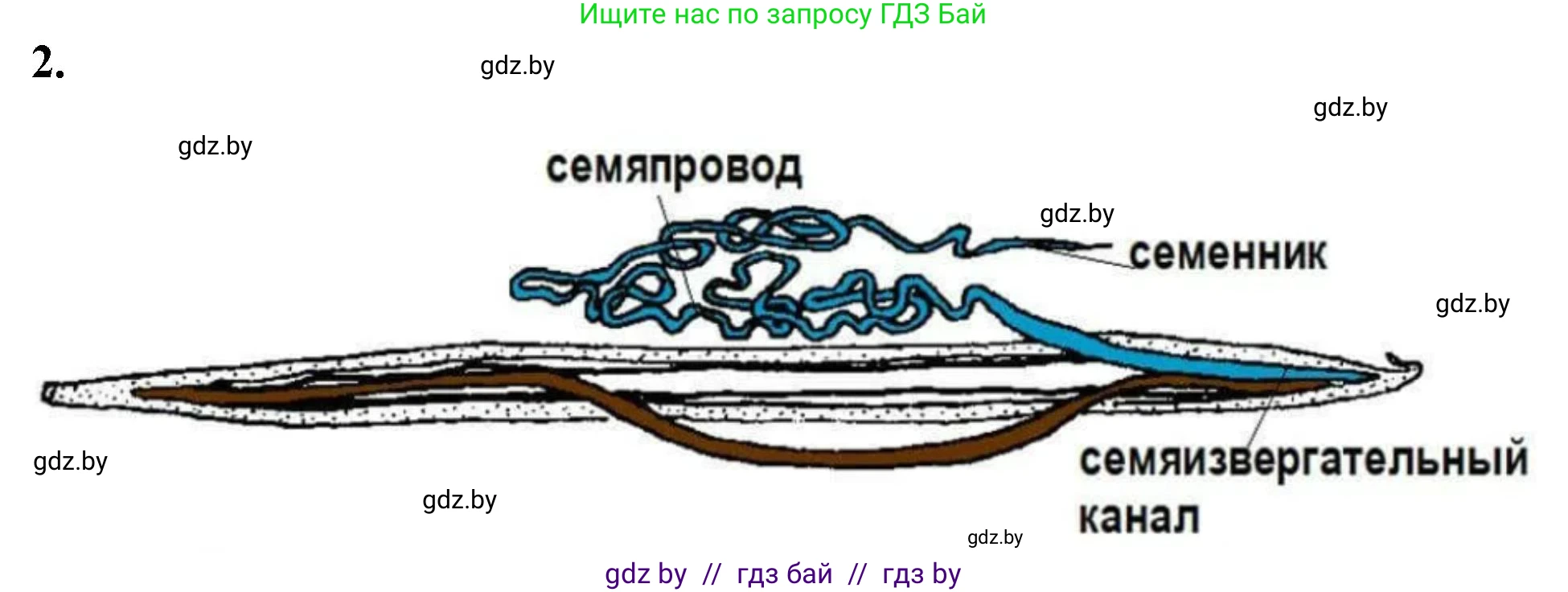 Биология, 8 класс рабочая тетрадь, автор: Лисов Николай Дмитриевич, издательство Аверсэв, Минск, 2018, зелёного цвета, страница 11, номер 2, Решение