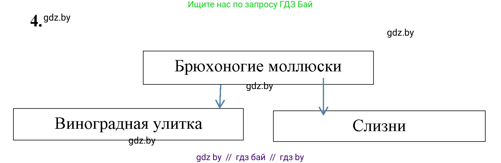 Биология, 8 класс рабочая тетрадь, автор: Лисов Николай Дмитриевич, издательство Аверсэв, Минск, 2018, зелёного цвета, страница 22, номер 4, Решение