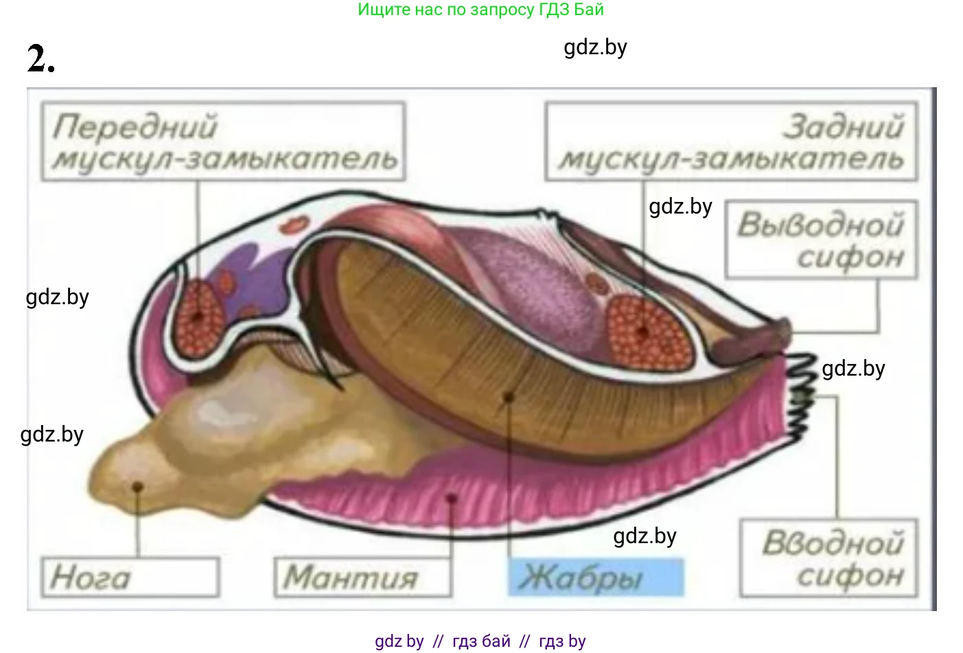 Биология, 8 класс рабочая тетрадь, автор: Лисов Николай Дмитриевич, издательство Аверсэв, Минск, 2018, зелёного цвета, страница 30, номер 2, Решение