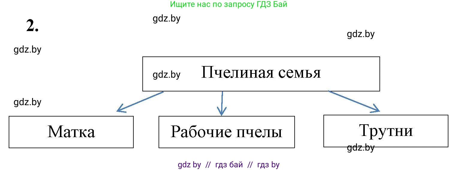 Биология, 8 класс рабочая тетрадь, автор: Лисов Николай Дмитриевич, издательство Аверсэв, Минск, 2018, зелёного цвета, страница 55, номер 2, Решение