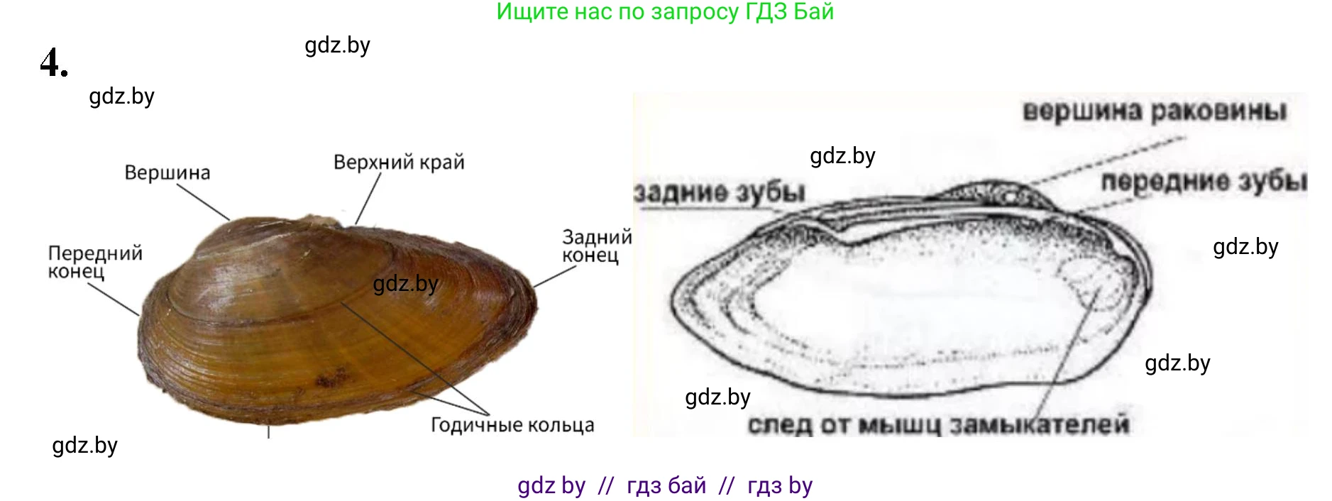 Биология, 8 класс рабочая тетрадь, автор: Лисов Николай Дмитриевич, издательство Аверсэв, Минск, 2018, зелёного цвета, страница 24, номер 4, Решение