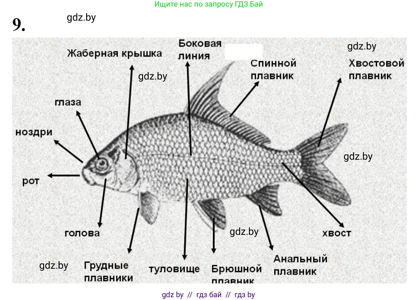 Биология, 8 класс рабочая тетрадь, автор: Лисов Николай Дмитриевич, издательство Аверсэв, Минск, 2018, зелёного цвета, страница 64, номер 9, Решение