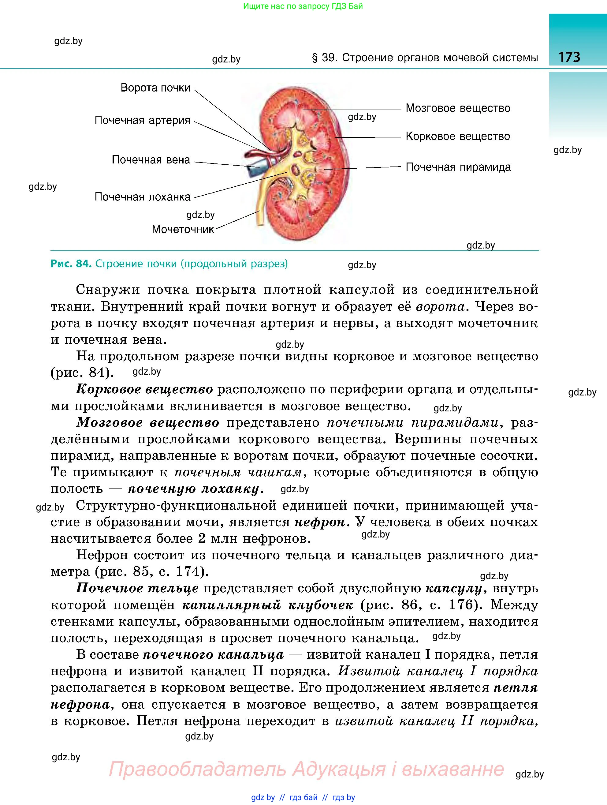 Биология, 9 класс Учебник, авторы: Борисов Олег Леонидович, Антипенко Алеся Анатольевна, Рогожников Олег Николаевич, издательство Адукацыя i выхаванне, Минск, 2025, бирюзового цвета, страница 173