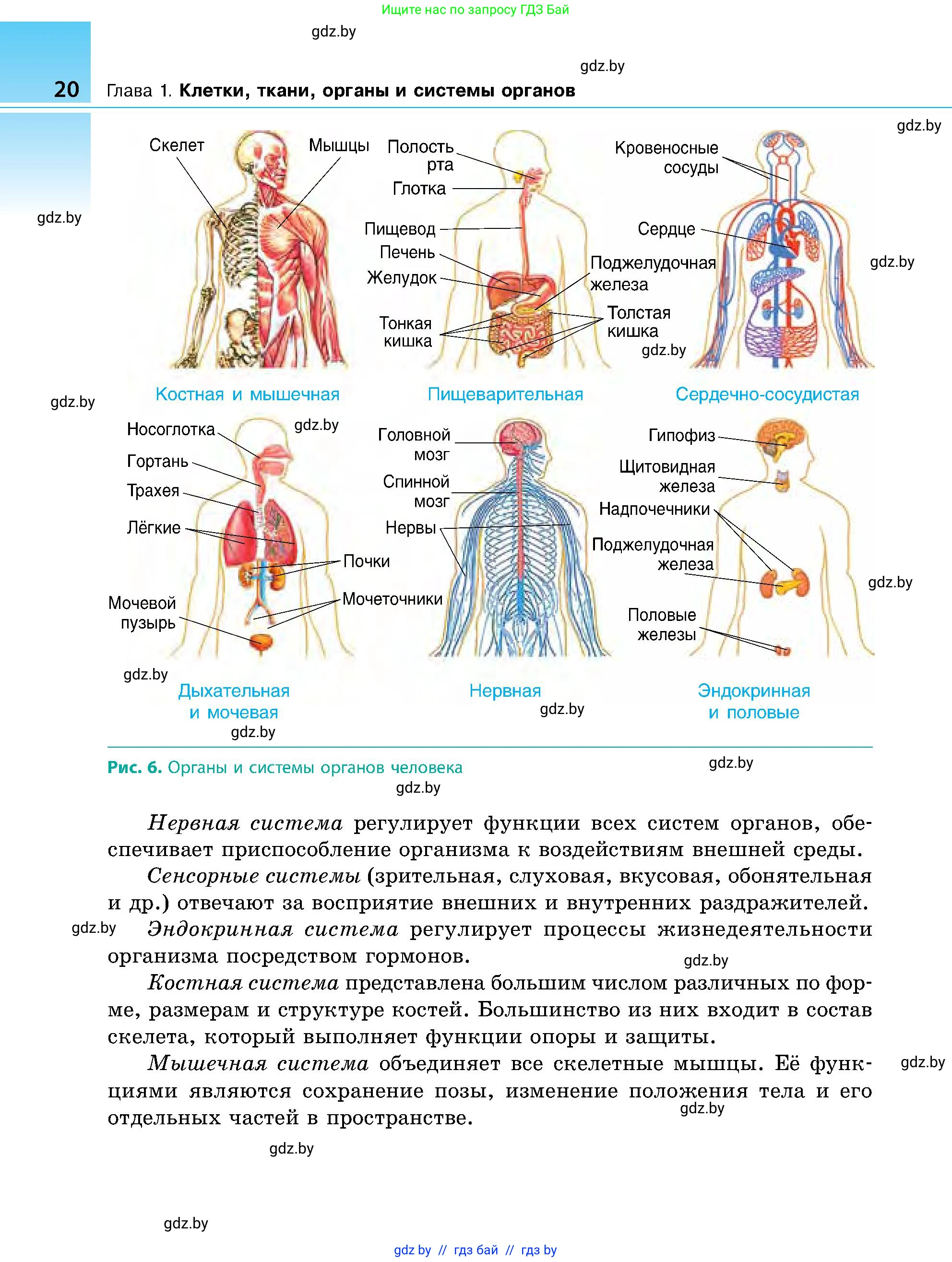 Биология, 9 класс Учебник, авторы: Борисов Олег Леонидович, Антипенко Алеся Анатольевна, Рогожников Олег Николаевич, издательство Адукацыя i выхаванне, Минск, 2025, бирюзового цвета, страница 20