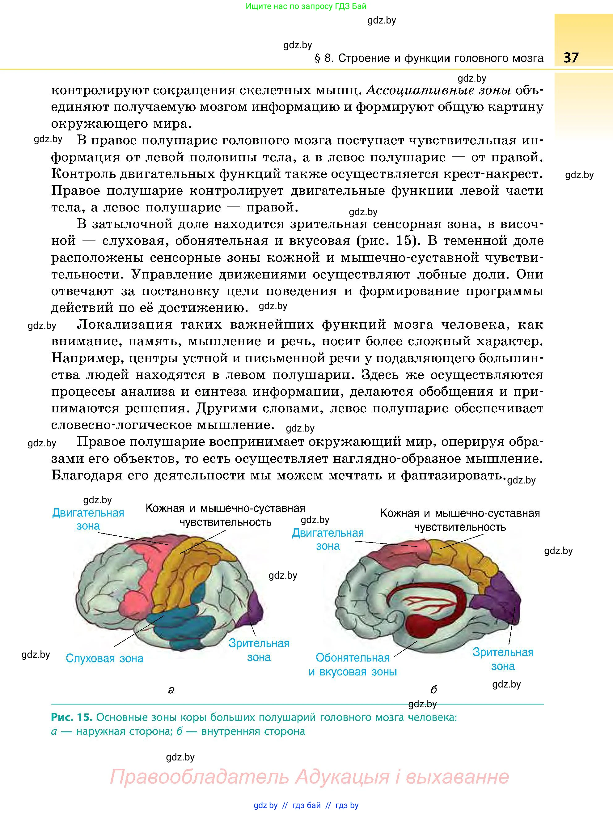 Биология, 9 класс Учебник, авторы: Борисов Олег Леонидович, Антипенко Алеся Анатольевна, Рогожников Олег Николаевич, издательство Адукацыя i выхаванне, Минск, 2025, бирюзового цвета, страница 37
