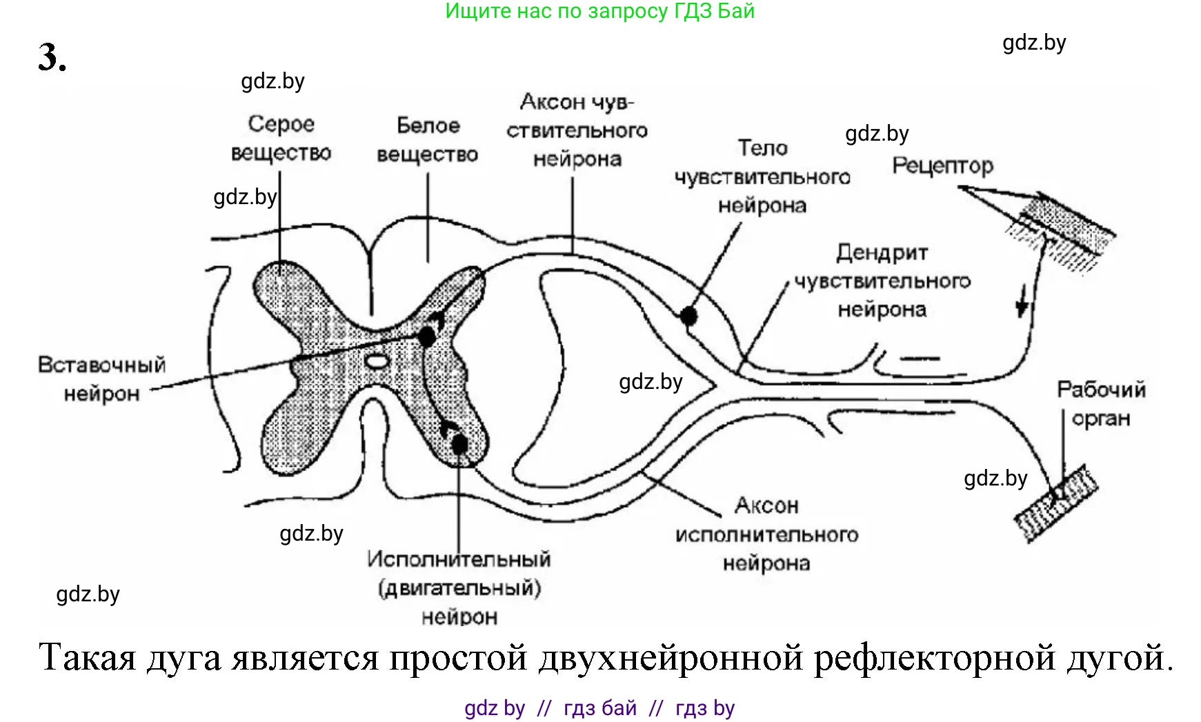 Биология, 9 класс рабочая тетрадь, автор: Лисов Николай Дмитриевич, издательство Аверсэв, Минск, 2021, оранжевого цвета, страница 19, номер 3, Решение