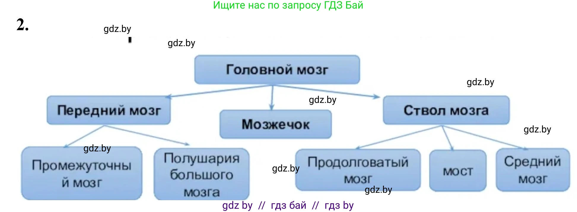 Биология, 9 класс рабочая тетрадь, автор: Лисов Николай Дмитриевич, издательство Аверсэв, Минск, 2021, оранжевого цвета, страница 21, номер 2, Решение