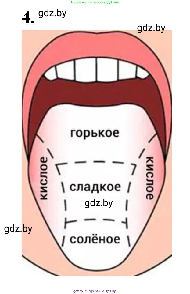Биология, 9 класс рабочая тетрадь, автор: Лисов Николай Дмитриевич, издательство Аверсэв, Минск, 2021, оранжевого цвета, страница 26, номер 4, Решение