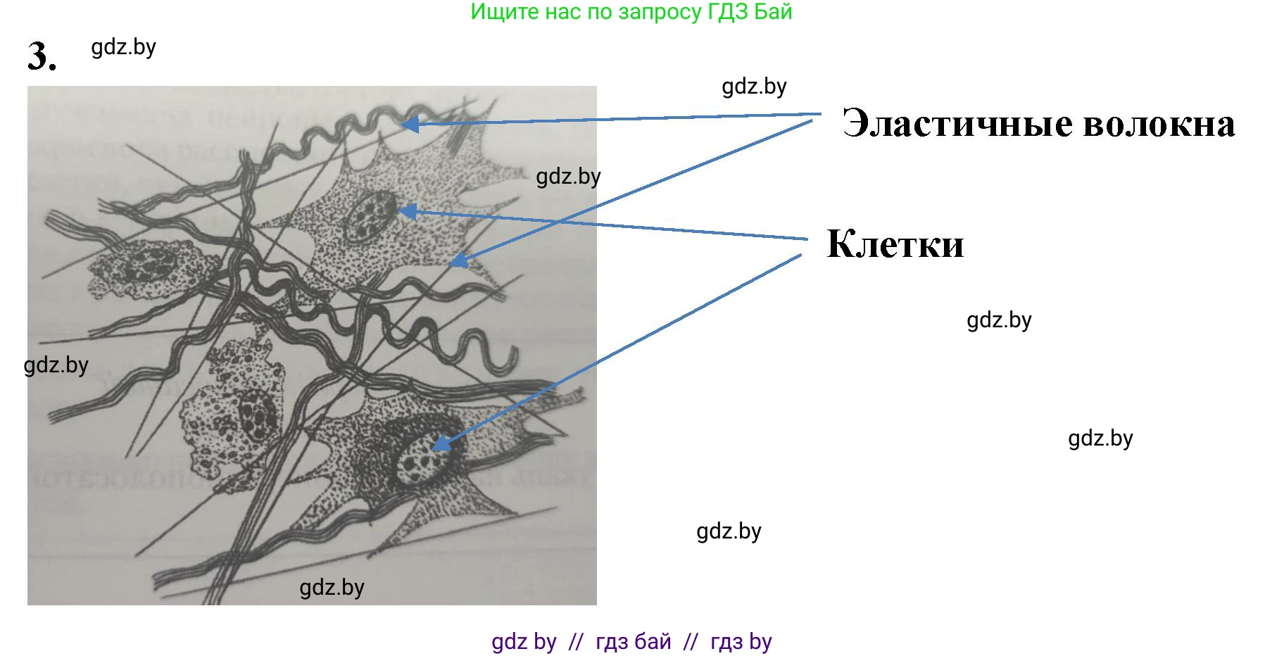 Биология, 9 класс рабочая тетрадь, автор: Лисов Николай Дмитриевич, издательство Аверсэв, Минск, 2021, оранжевого цвета, страница 9, номер 3, Решение