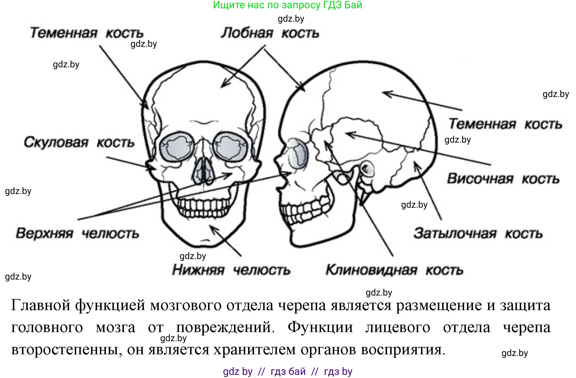 Биология, 9 класс рабочая тетрадь, автор: Лисов Николай Дмитриевич, издательство Аверсэв, Минск, 2021, оранжевого цвета, страница 43, номер 3, Решение