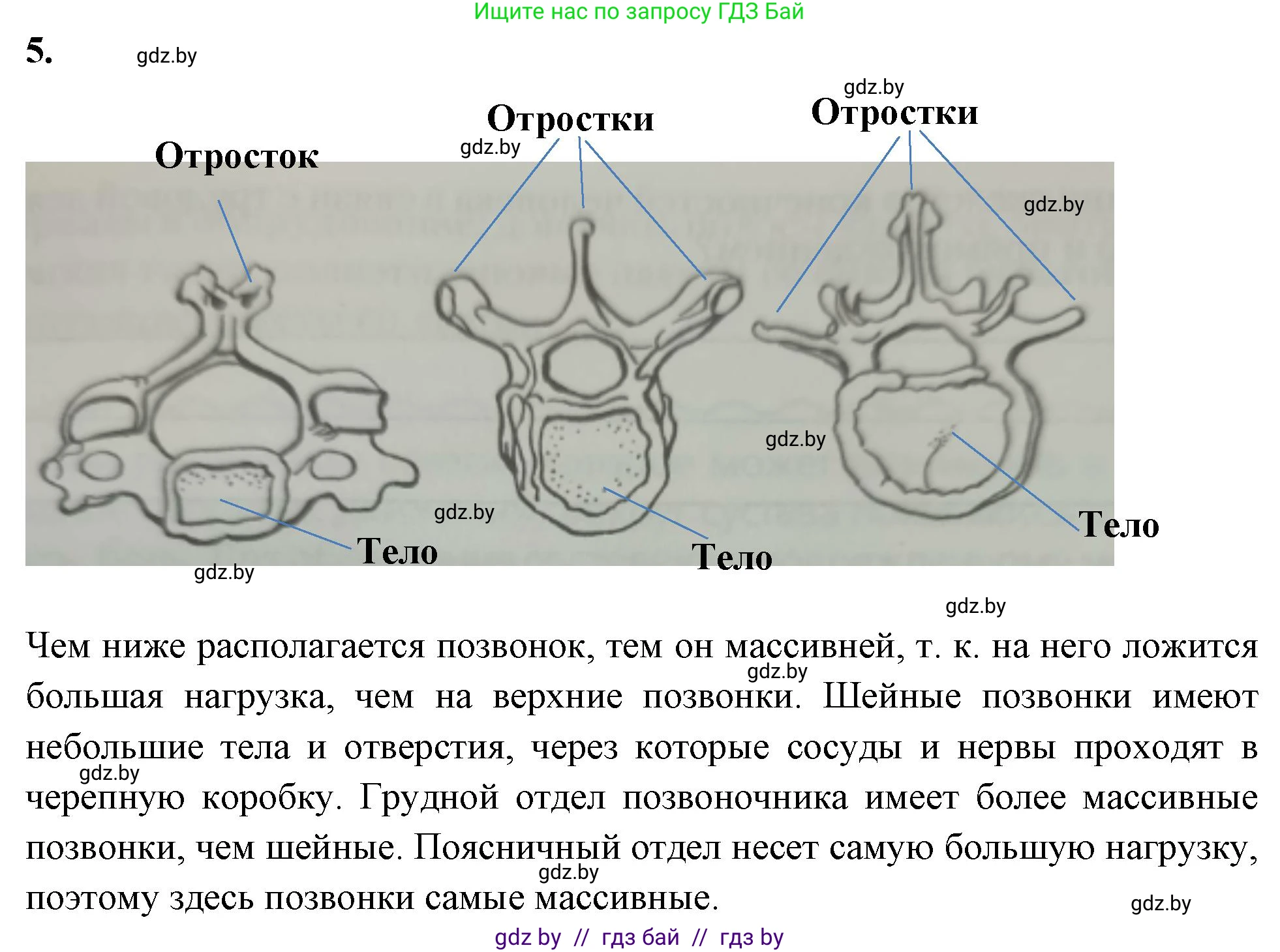 Биология, 9 класс рабочая тетрадь, автор: Лисов Николай Дмитриевич, издательство Аверсэв, Минск, 2021, оранжевого цвета, страница 45, номер 5, Решение