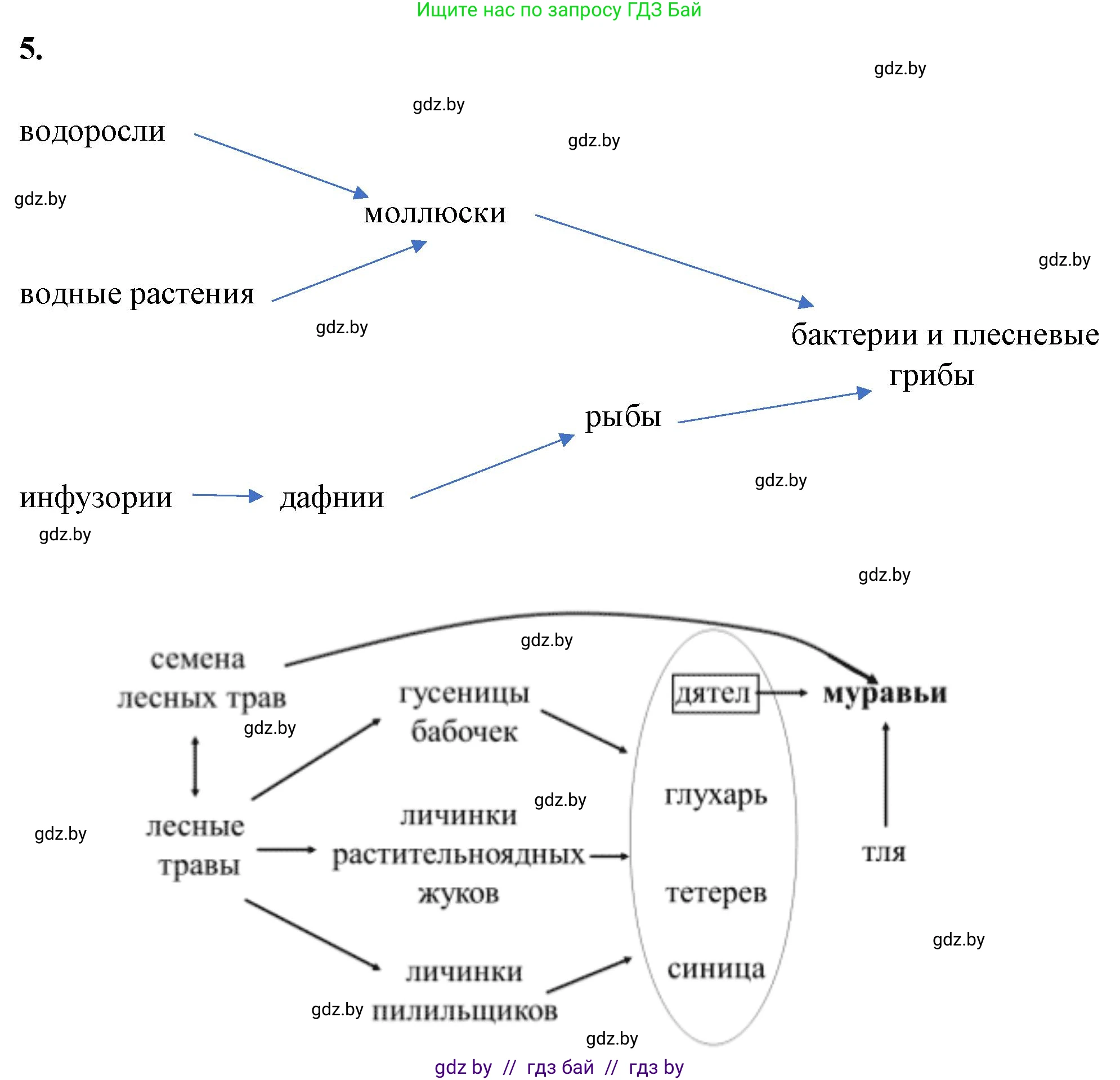 Биология, 10 класс Тетрадь для лабораторных и практических работ, автор: Хруцкая Тамара Викторовна, издательство Аверсэв, Минск, 2022, зелёного цвета, страница 20, номер 5, Решение
