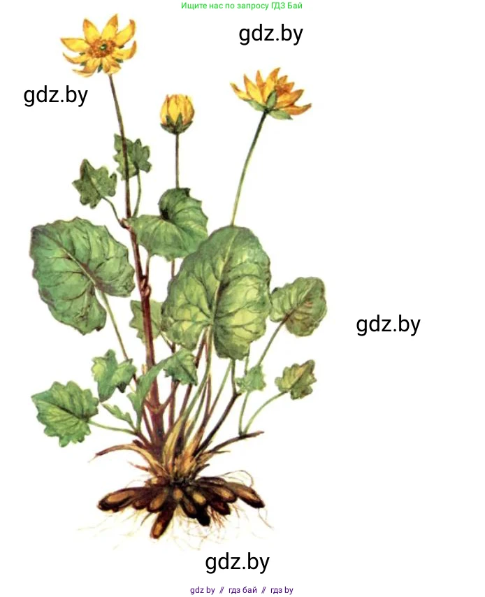 Биология, 10 класс Тетрадь для лабораторных и практических работ, автор: Хруцкая Тамара Викторовна, издательство Аверсэв, Минск, 2020, зелёного цвета, страница 67, номер 3, Решение (продолжение 2)