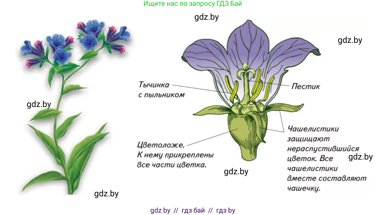 Биология, 10 класс Тетрадь для лабораторных и практических работ, автор: Хруцкая Тамара Викторовна, издательство Аверсэв, Минск, 2020, зелёного цвета, страница 69, номер 6, Решение (продолжение 2)