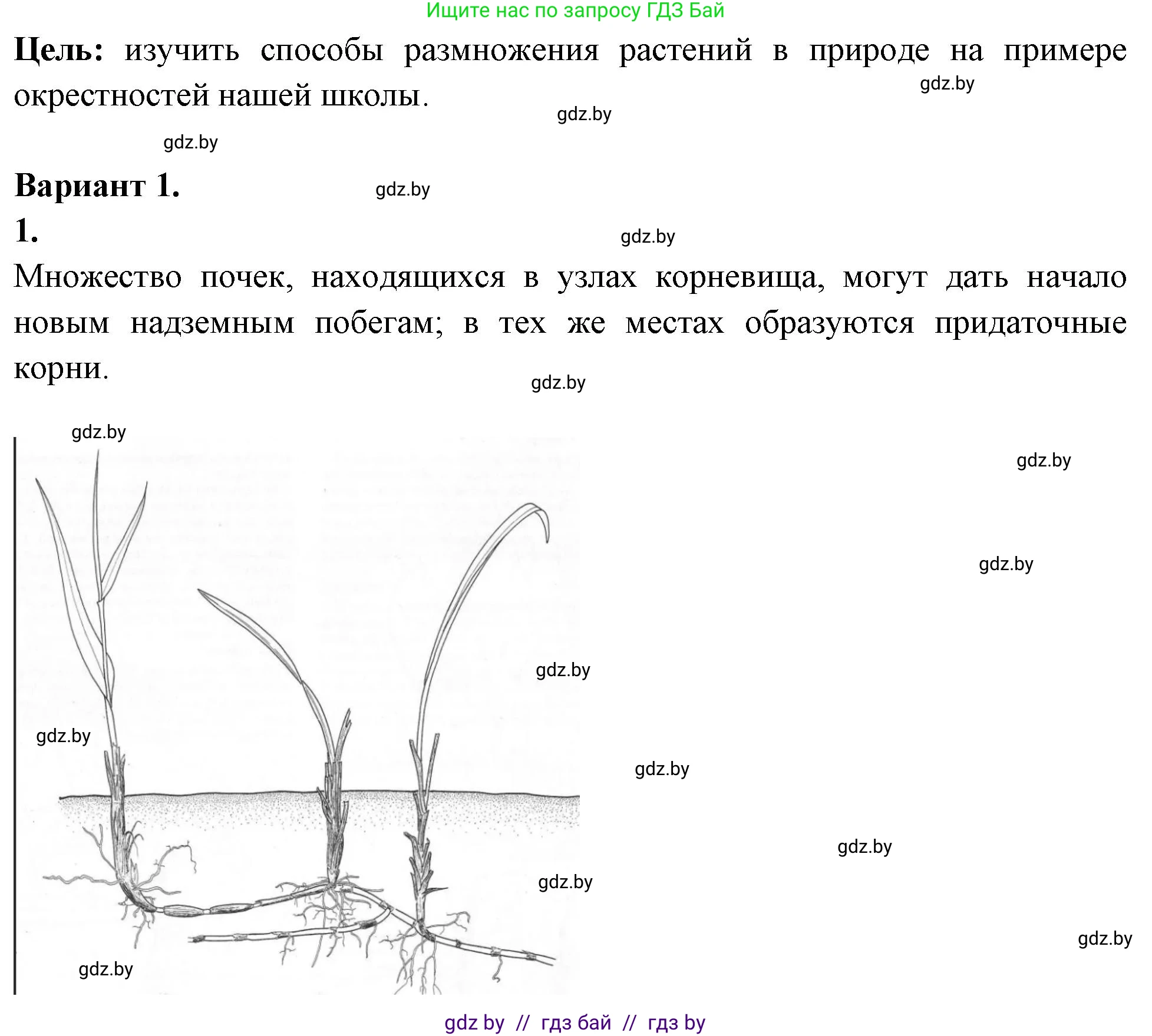 Биология, 10 класс Тетрадь для лабораторных и практических работ, автор: Хруцкая Тамара Викторовна, издательство Аверсэв, Минск, 2020, зелёного цвета, страница 62, номер 1, Решение