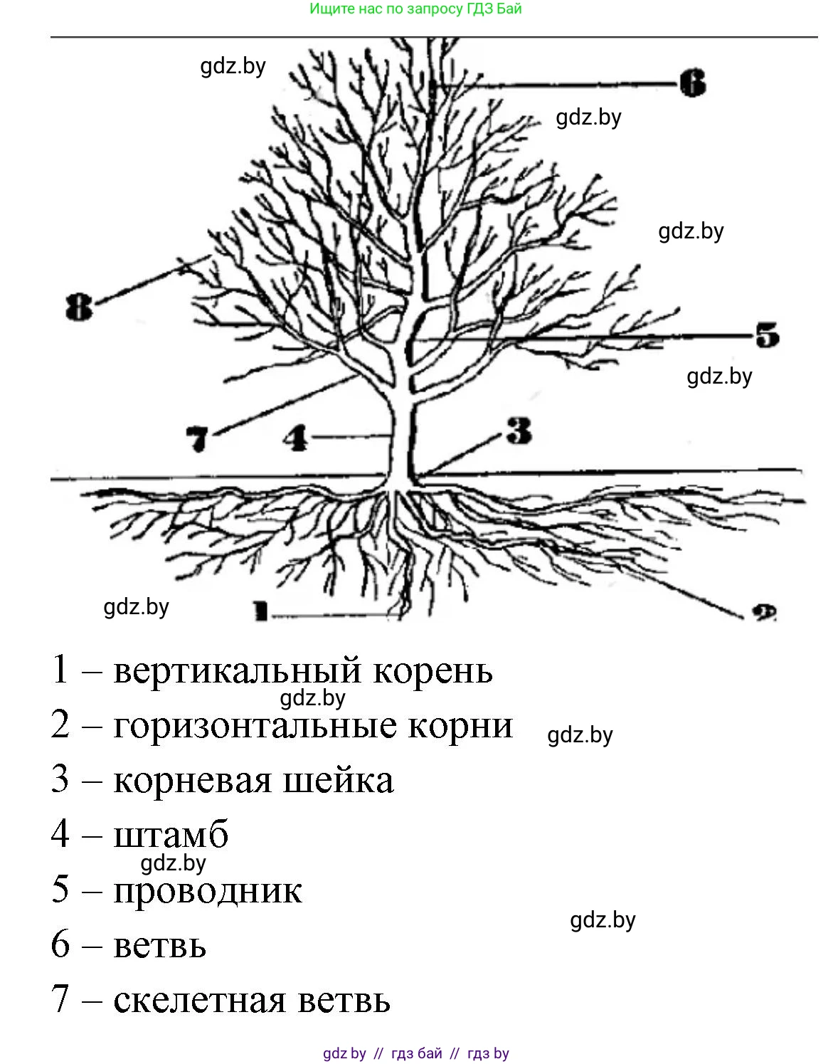 Биология, 10 класс Тетрадь для лабораторных и практических работ, автор: Хруцкая Тамара Викторовна, издательство Аверсэв, Минск, 2020, зелёного цвета, страница 63, номер 3, Решение (продолжение 2)