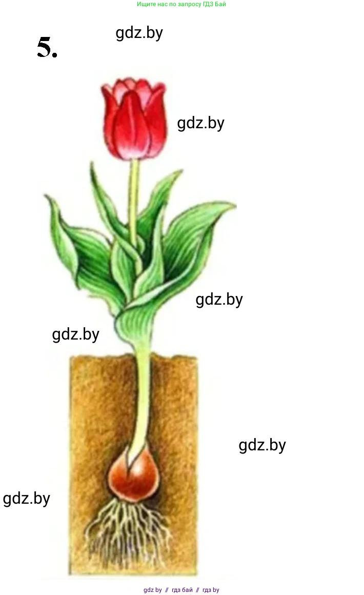Биология, 10 класс Тетрадь для лабораторных и практических работ, автор: Хруцкая Тамара Викторовна, издательство Аверсэв, Минск, 2020, зелёного цвета, страница 65, номер 5, Решение