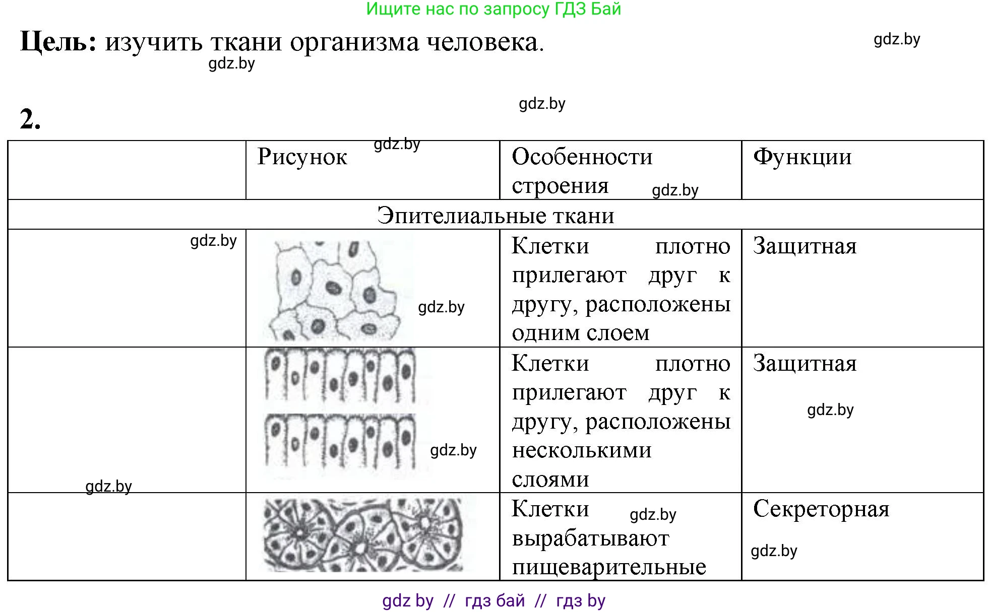 Биология, 10 класс Тетрадь для лабораторных и практических работ, автор: Хруцкая Тамара Викторовна, издательство Аверсэв, Минск, 2020, зелёного цвета, страница 18, номер 2, Решение