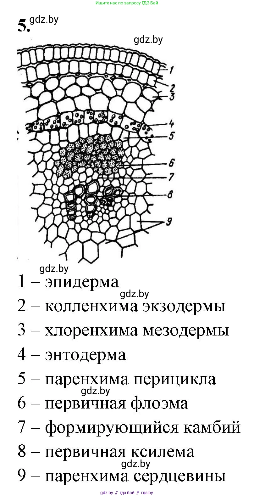 Биология, 10 класс Тетрадь для лабораторных и практических работ, автор: Хруцкая Тамара Викторовна, издательство Аверсэв, Минск, 2020, зелёного цвета, страница 23, номер 5, Решение