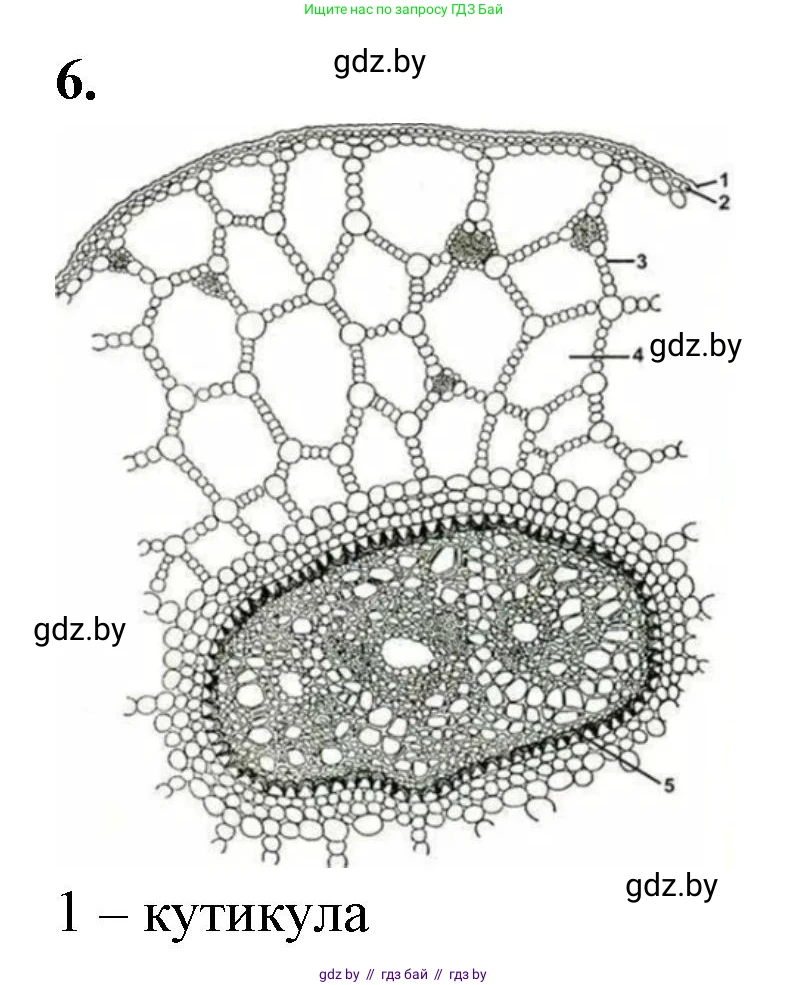 Биология, 10 класс Тетрадь для лабораторных и практических работ, автор: Хруцкая Тамара Викторовна, издательство Аверсэв, Минск, 2020, зелёного цвета, страница 23, номер 6, Решение