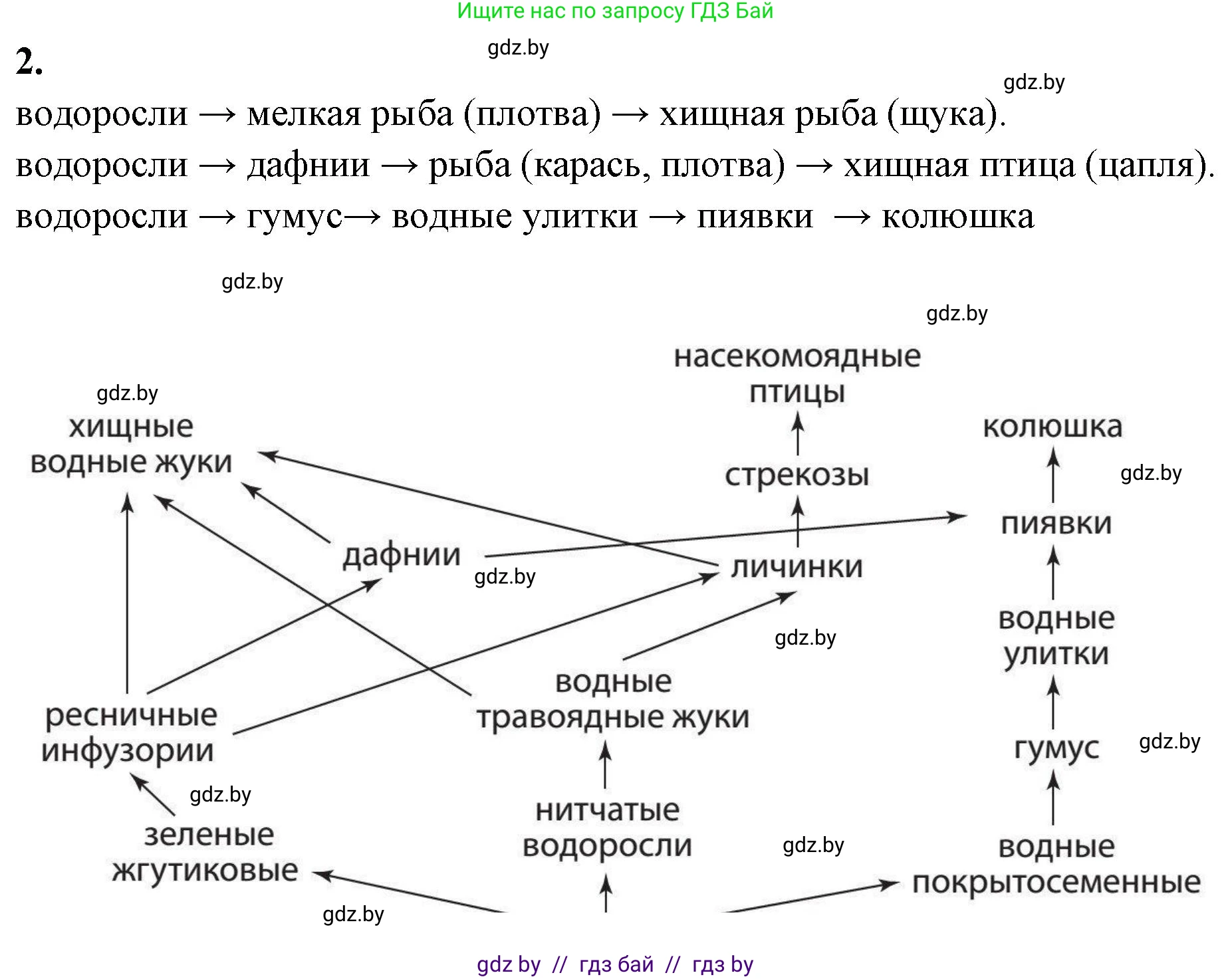 Биология, 10 класс Тетрадь для лабораторных и практических работ, авторы: Маглыш Сабина Степановна, Кравченко Вячеслав Анатольевич, издательство Аверсэв, Минск, 2021, зелёного цвета, страница 16, номер 2, Решение