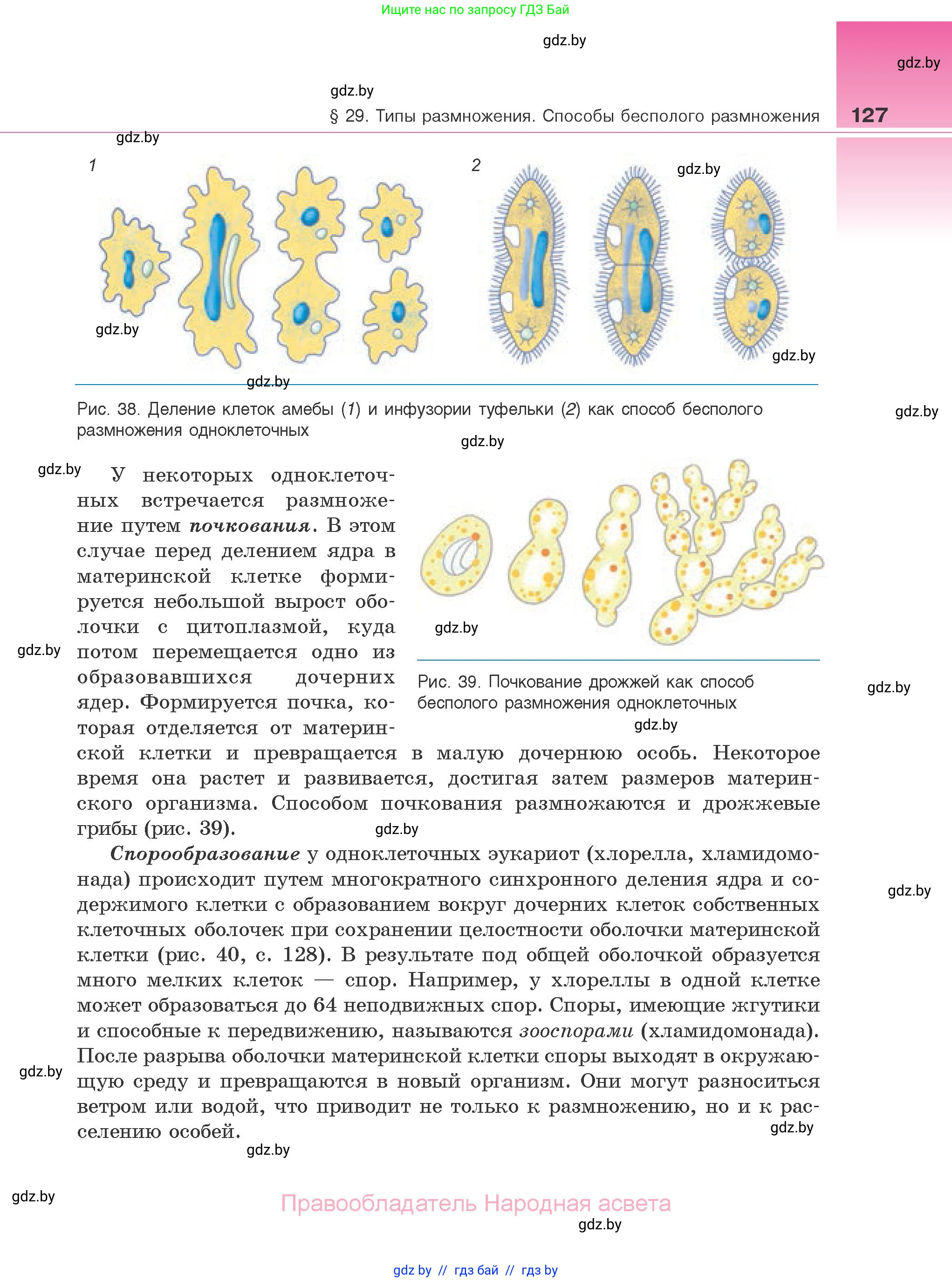 Биология, 10 класс Учебник, авторы: Маглыш Сабина Степановна, Кравченко Вячеслав Анатольевич, Довгун Татьяна Яновна, издательство Народная асвета, Минск, 2020, зелёного цвета, страница 127