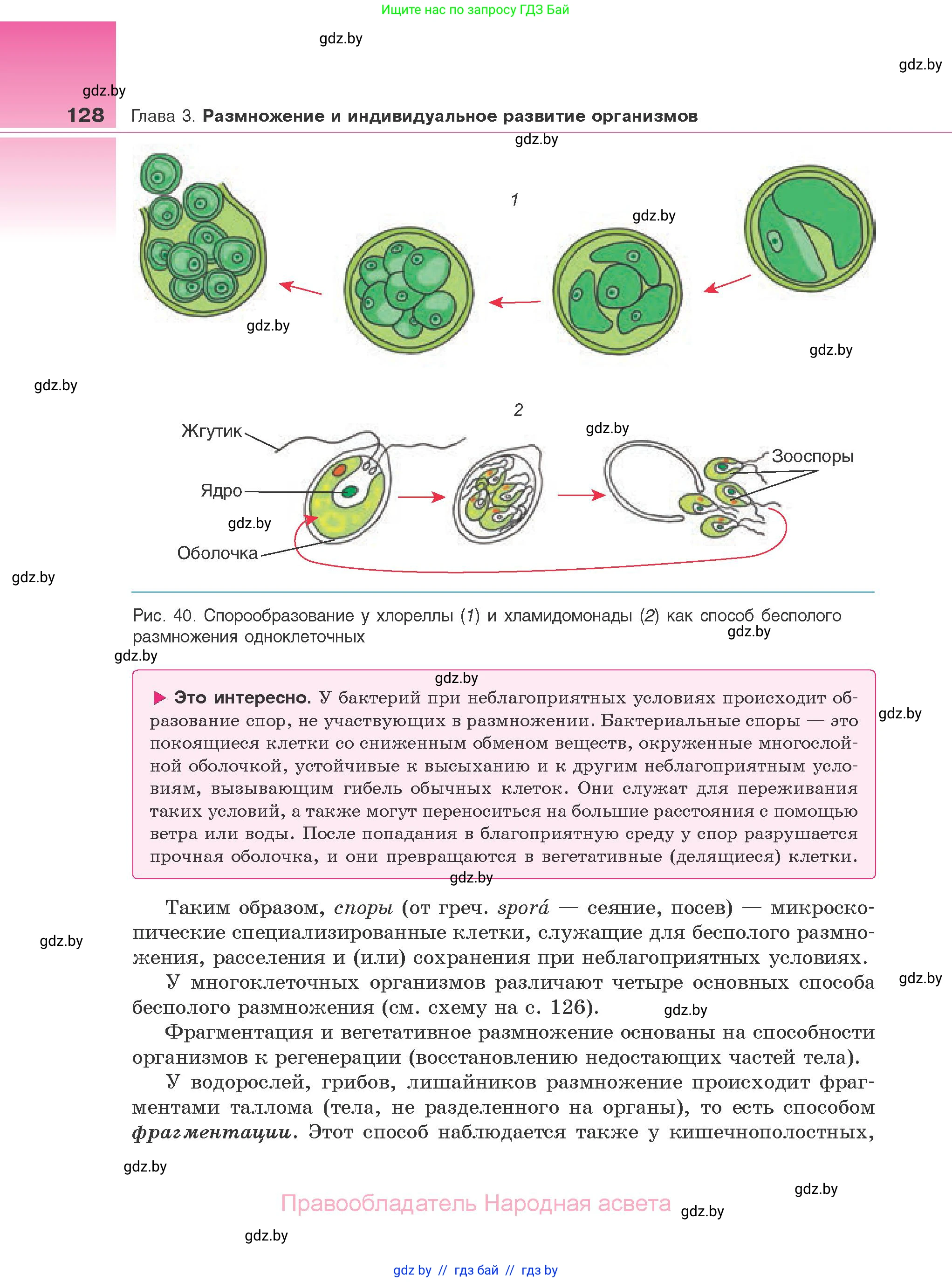 Биология, 10 класс Учебник, авторы: Маглыш Сабина Степановна, Кравченко Вячеслав Анатольевич, Довгун Татьяна Яновна, издательство Народная асвета, Минск, 2020, зелёного цвета, страница 128