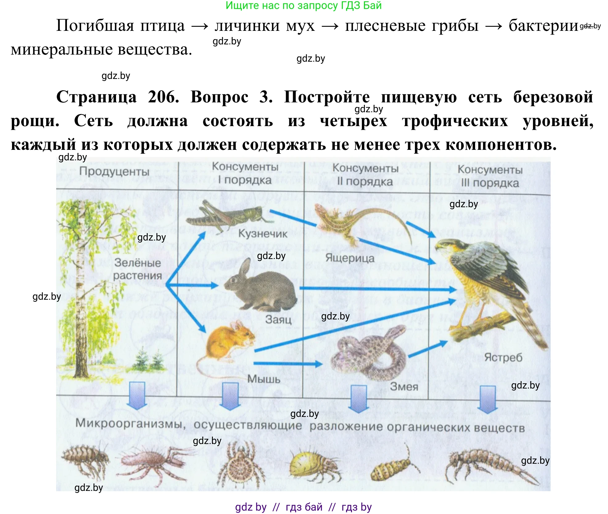 Биология, 10 класс Учебник, авторы: Маглыш Сабина Степановна, Кравченко Вячеслав Анатольевич, Довгун Татьяна Яновна, издательство Народная асвета, Минск, 2020, зелёного цвета, страница 206, Решение (продолжение 2)