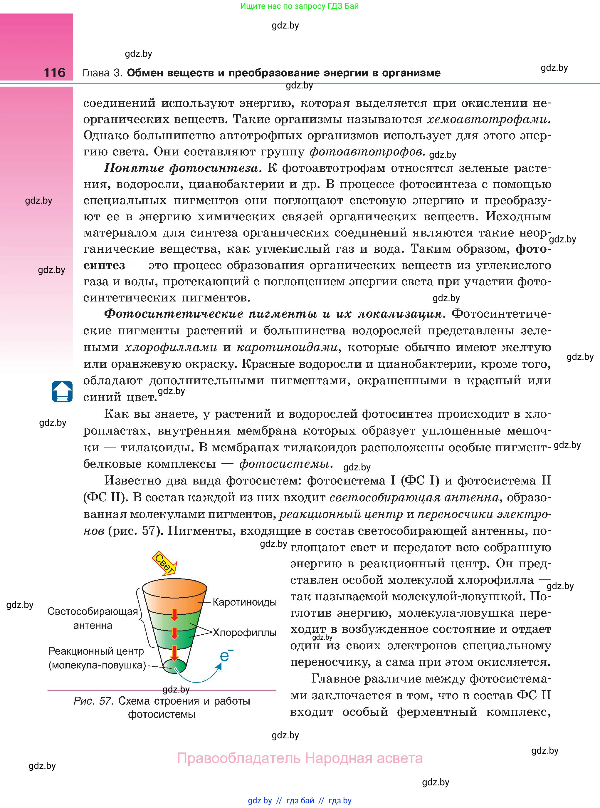 Биология, 11 класс Учебник, авторы: Дашков Максим Леонидович, Песнякевич Александр Георгиевич, Головач Алексей Михайлович, издательство Народная асвета, Минск, 2021, голубого цвета, страница 116