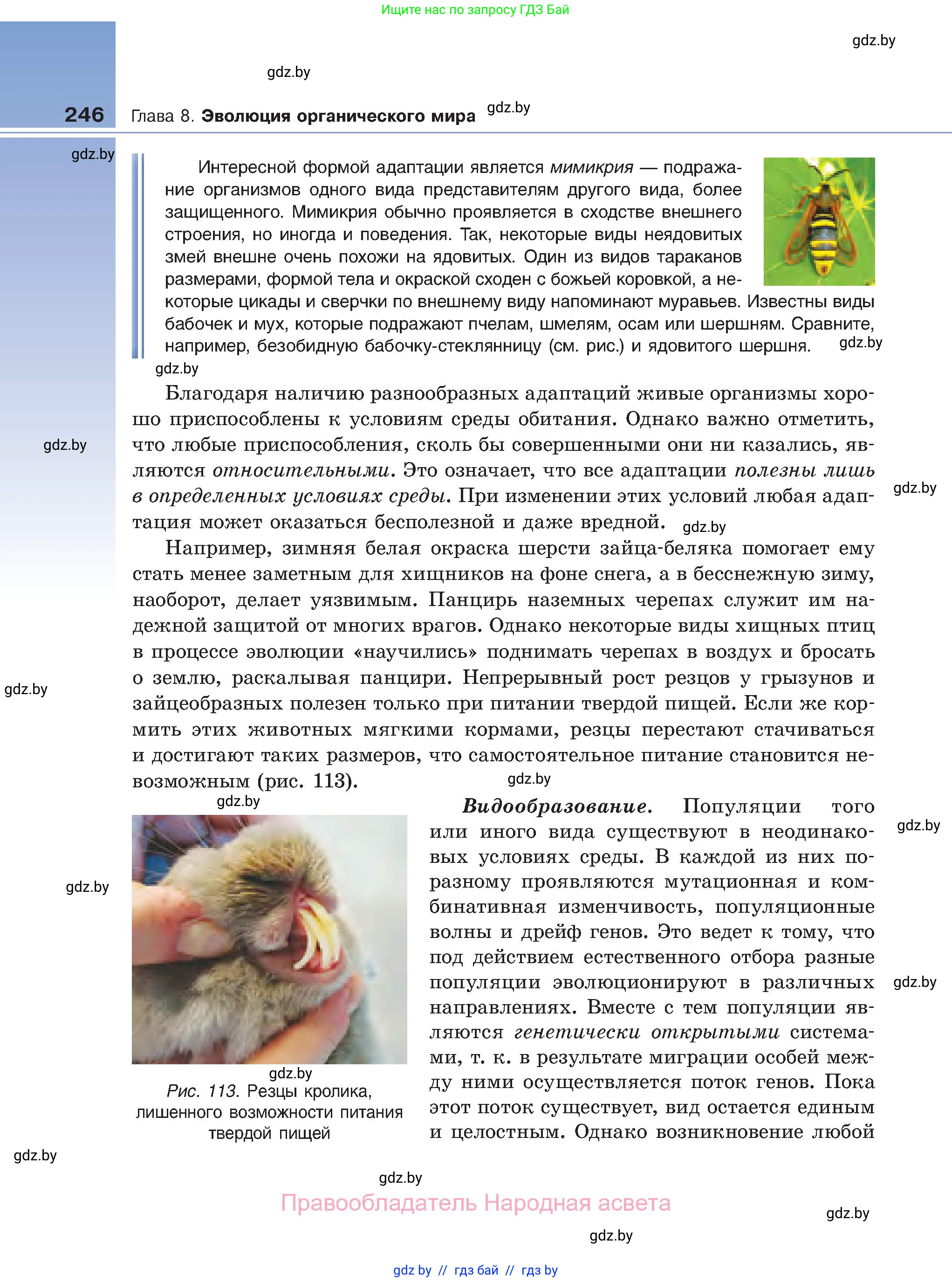 Биология, 11 класс Учебник, авторы: Дашков Максим Леонидович, Песнякевич Александр Георгиевич, Головач Алексей Михайлович, издательство Народная асвета, Минск, 2021, голубого цвета, страница 246