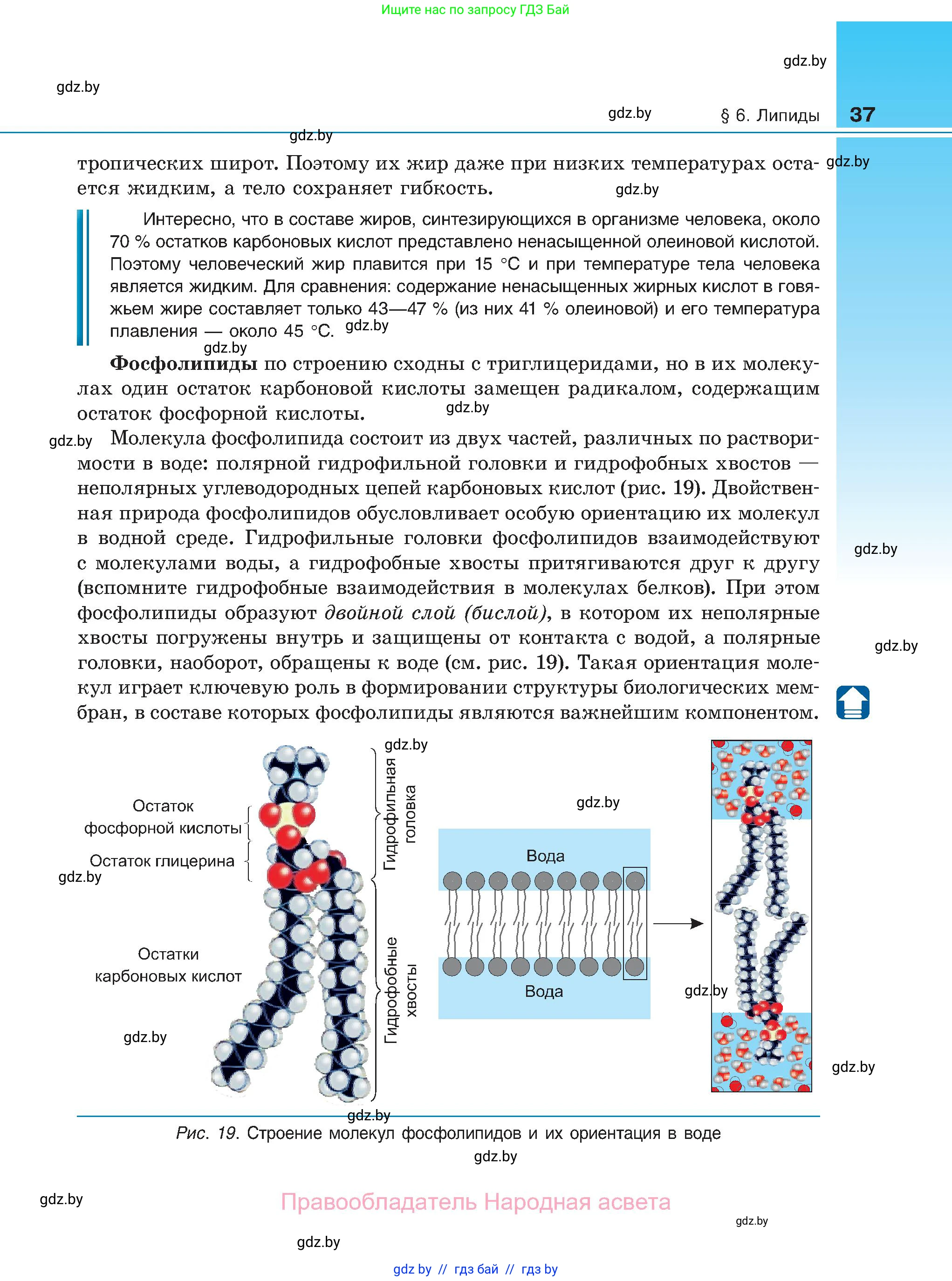 Биология, 11 класс Учебник, авторы: Дашков Максим Леонидович, Песнякевич Александр Георгиевич, Головач Алексей Михайлович, издательство Народная асвета, Минск, 2021, голубого цвета, страница 37