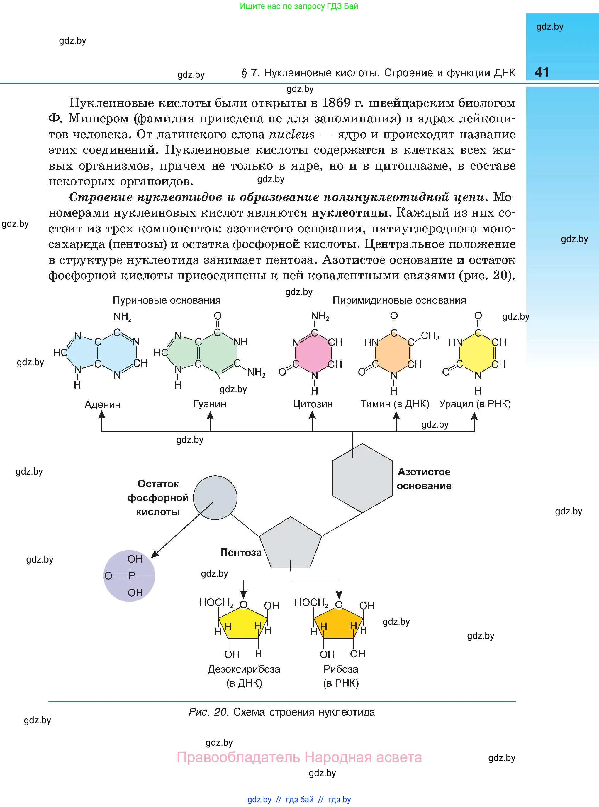 Биология, 11 класс Учебник, авторы: Дашков Максим Леонидович, Песнякевич Александр Георгиевич, Головач Алексей Михайлович, издательство Народная асвета, Минск, 2021, голубого цвета, страница 41