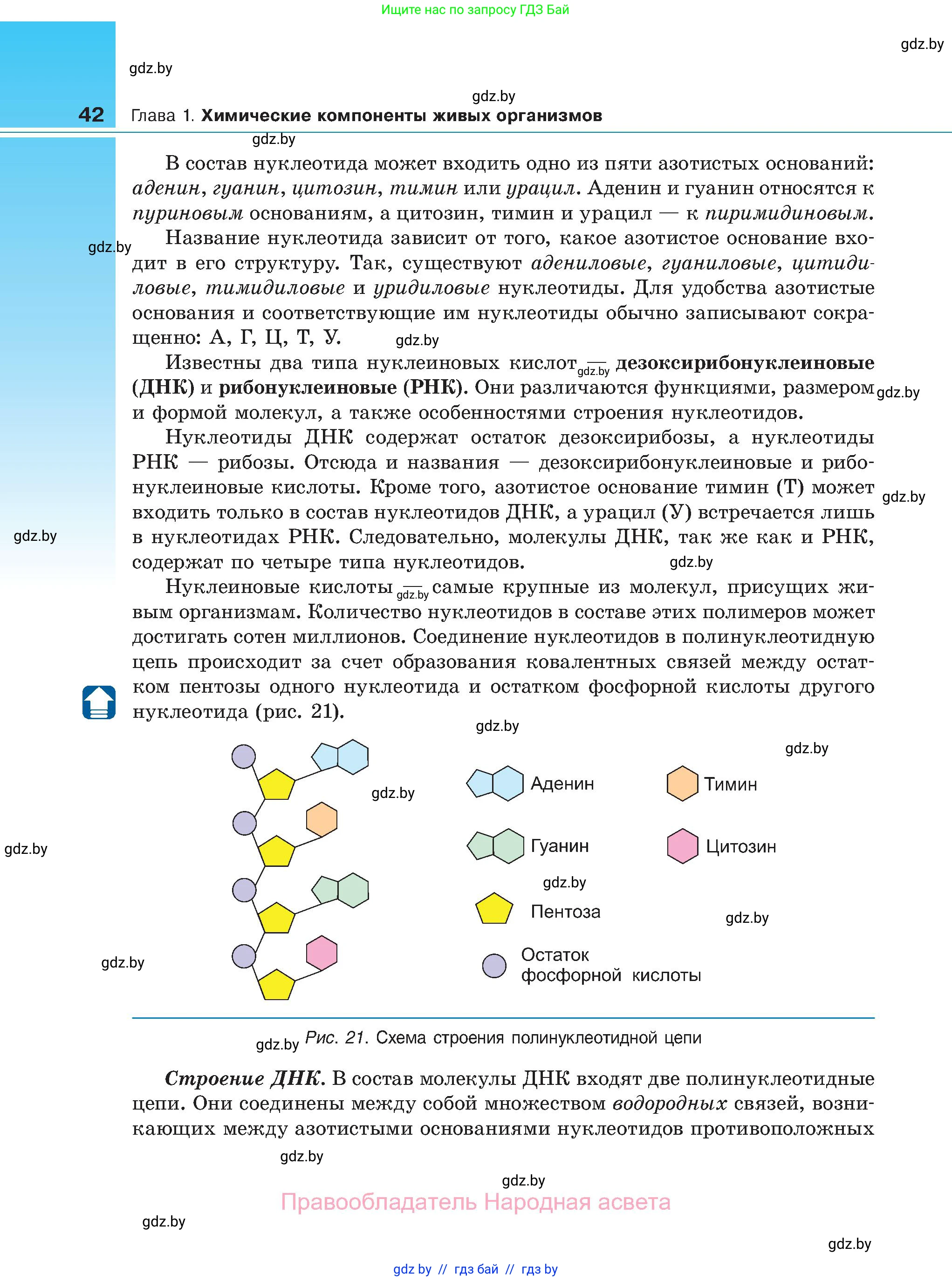 Биология, 11 класс Учебник, авторы: Дашков Максим Леонидович, Песнякевич Александр Георгиевич, Головач Алексей Михайлович, издательство Народная асвета, Минск, 2021, голубого цвета, страница 42