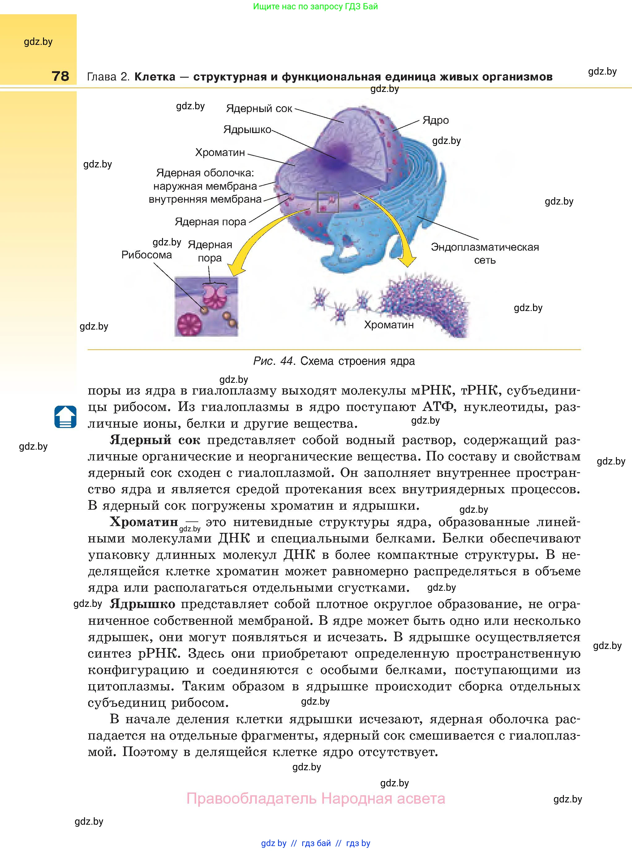 Биология, 11 класс Учебник, авторы: Дашков Максим Леонидович, Песнякевич Александр Георгиевич, Головач Алексей Михайлович, издательство Народная асвета, Минск, 2021, голубого цвета, страница 78
