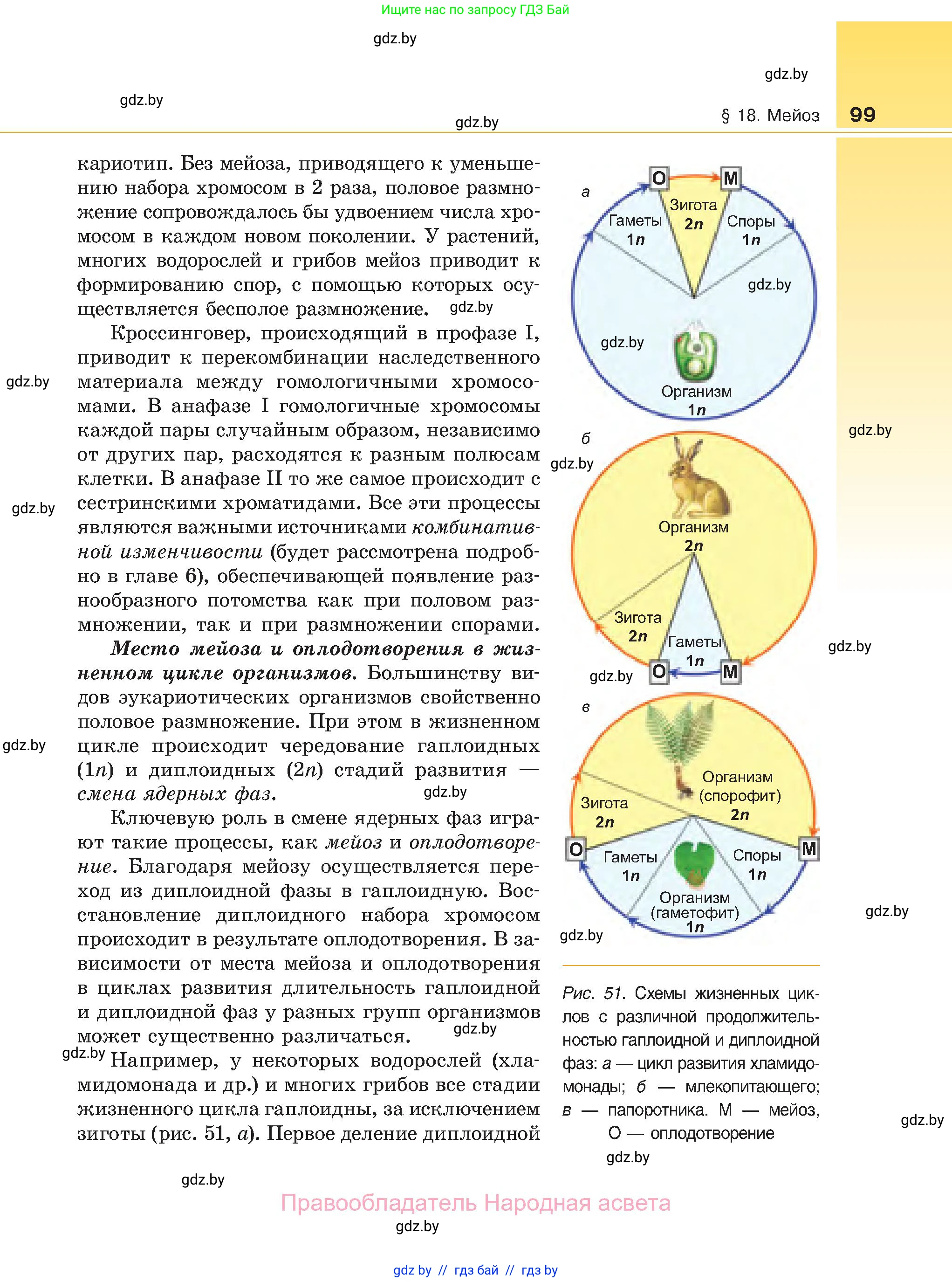 Биология, 11 класс Учебник, авторы: Дашков Максим Леонидович, Песнякевич Александр Георгиевич, Головач Алексей Михайлович, издательство Народная асвета, Минск, 2021, голубого цвета, страница 99
