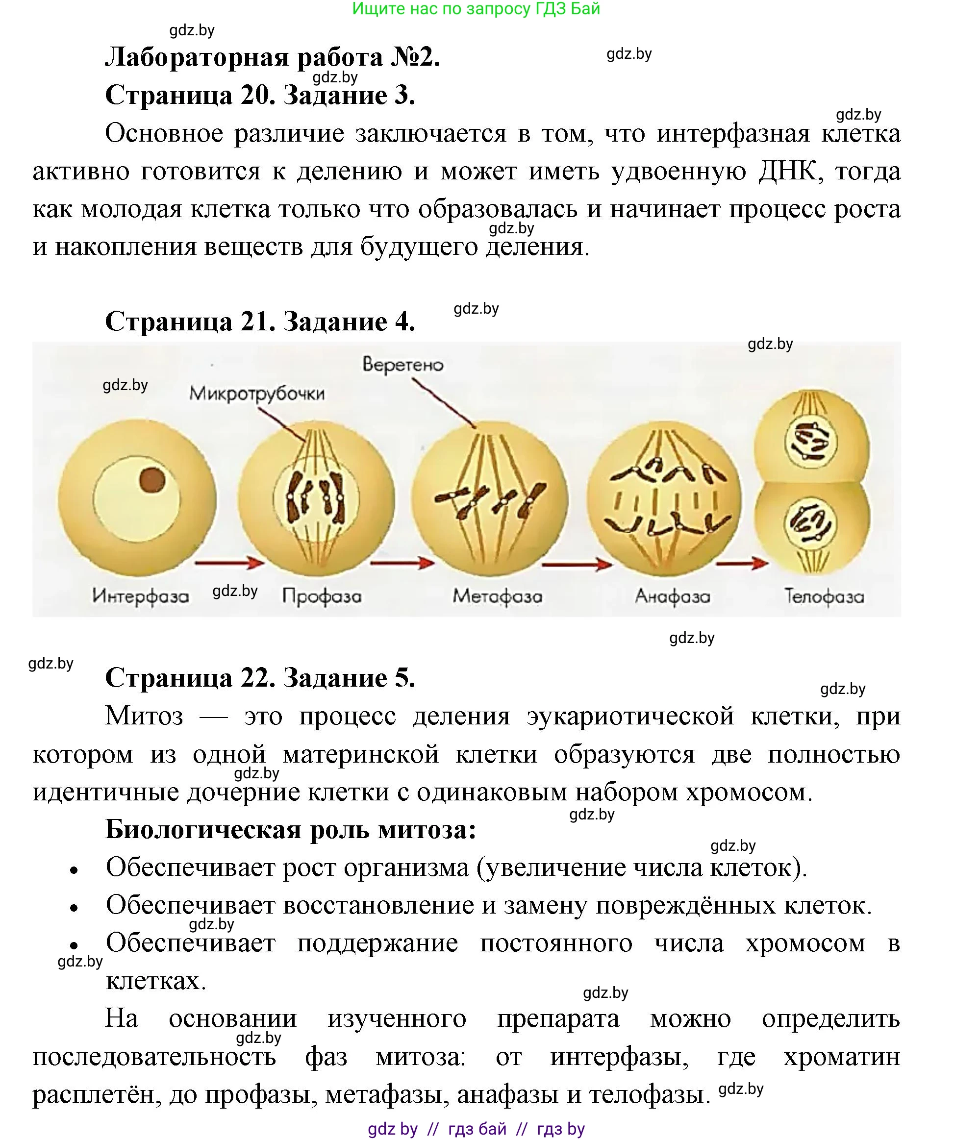 Биология, 11 класс Тетрадь для лабораторных и практических работ, автор: Хруцкая Тамара Викторовна, издательство Аверсэв, Минск, 2025, жёлтого цвета, страница 19, Решение