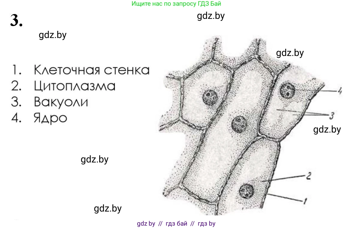 Биология, 11 класс Тетрадь для лабораторных и практических работ, автор: Хруцкая Тамара Викторовна, издательство Аверсэв, Минск, 2021, жёлтого цвета, страница 21, номер 1-3, Решение